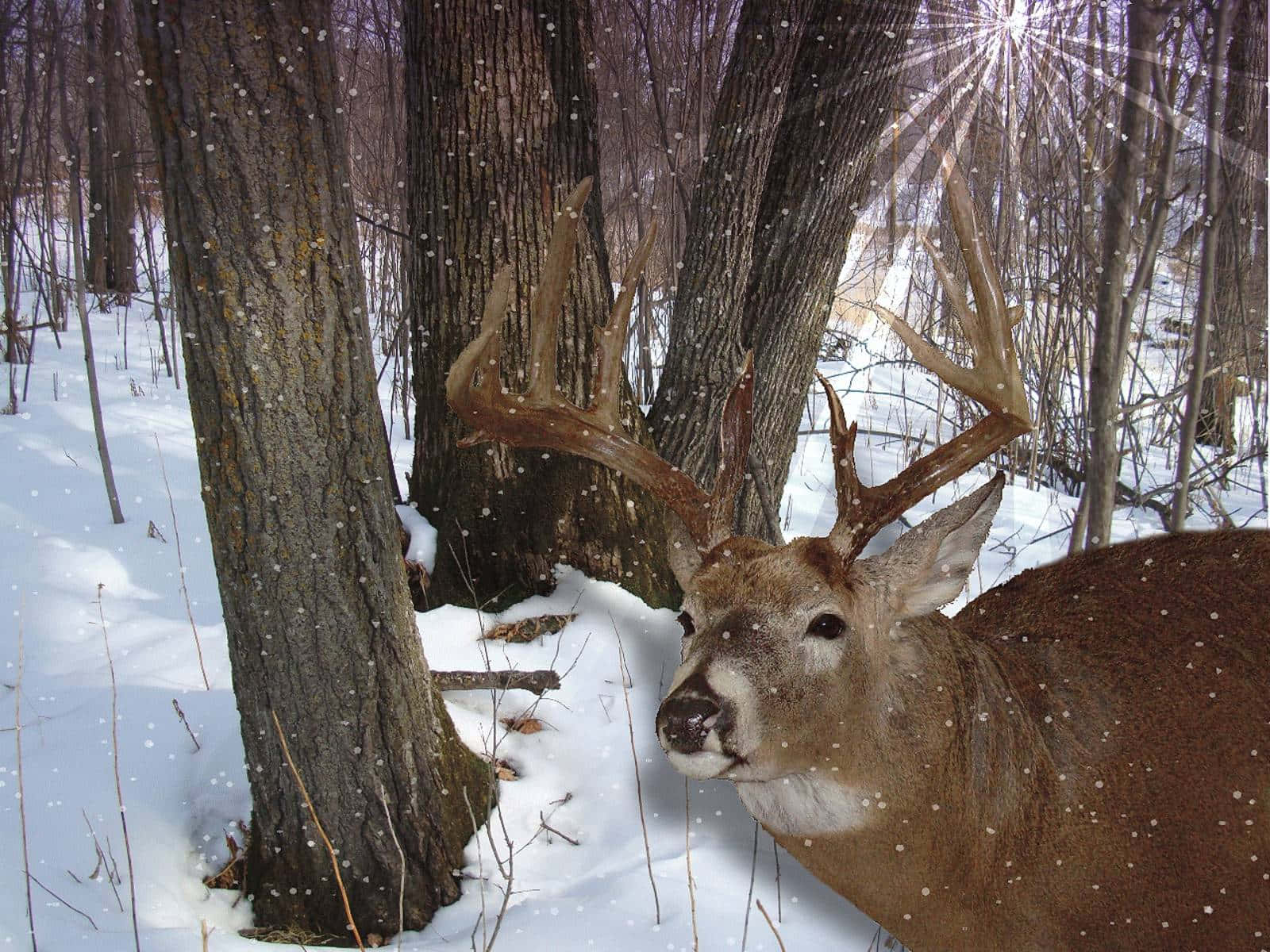 Whitetail Deer Winter Morning In The Forest Background