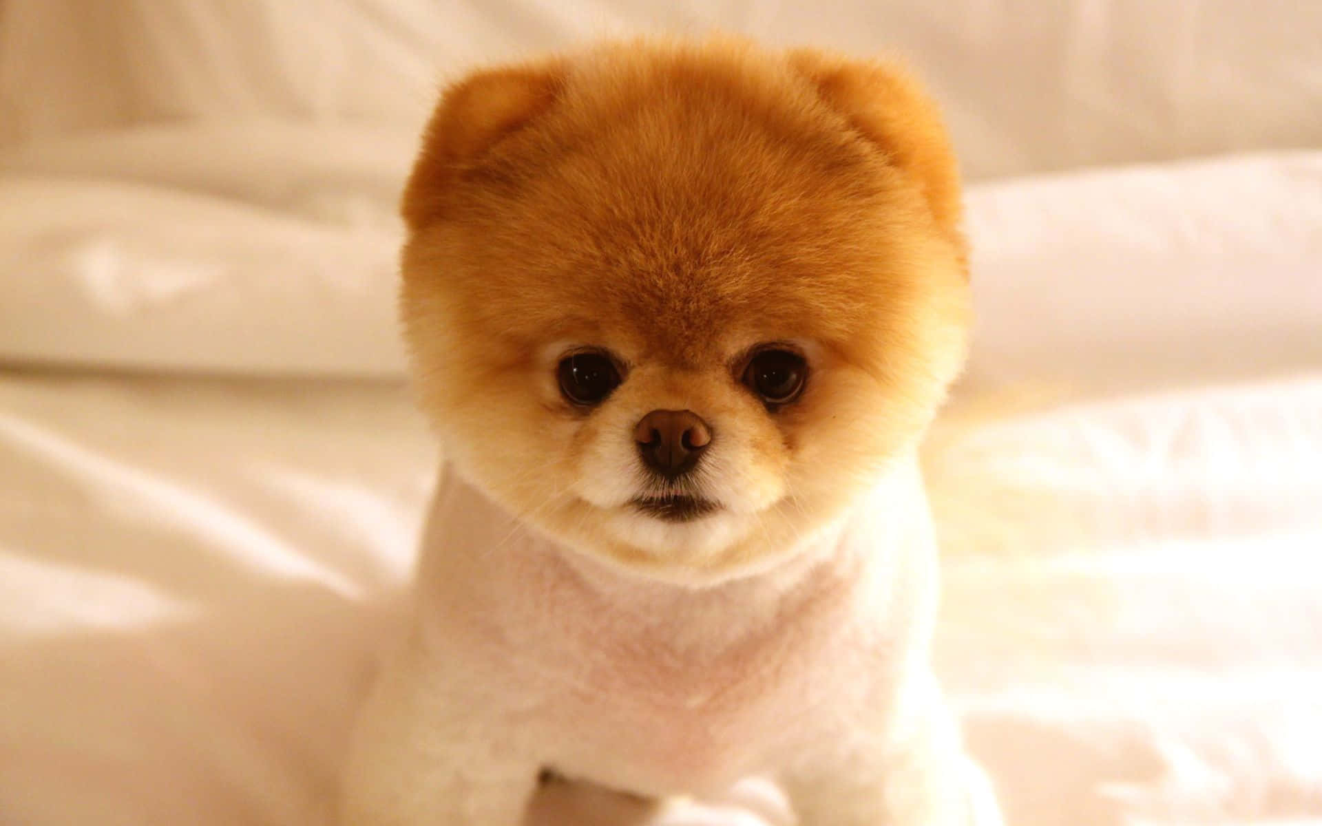 Who Can Resist The Cuteness Of These Adorable Puppies? Background
