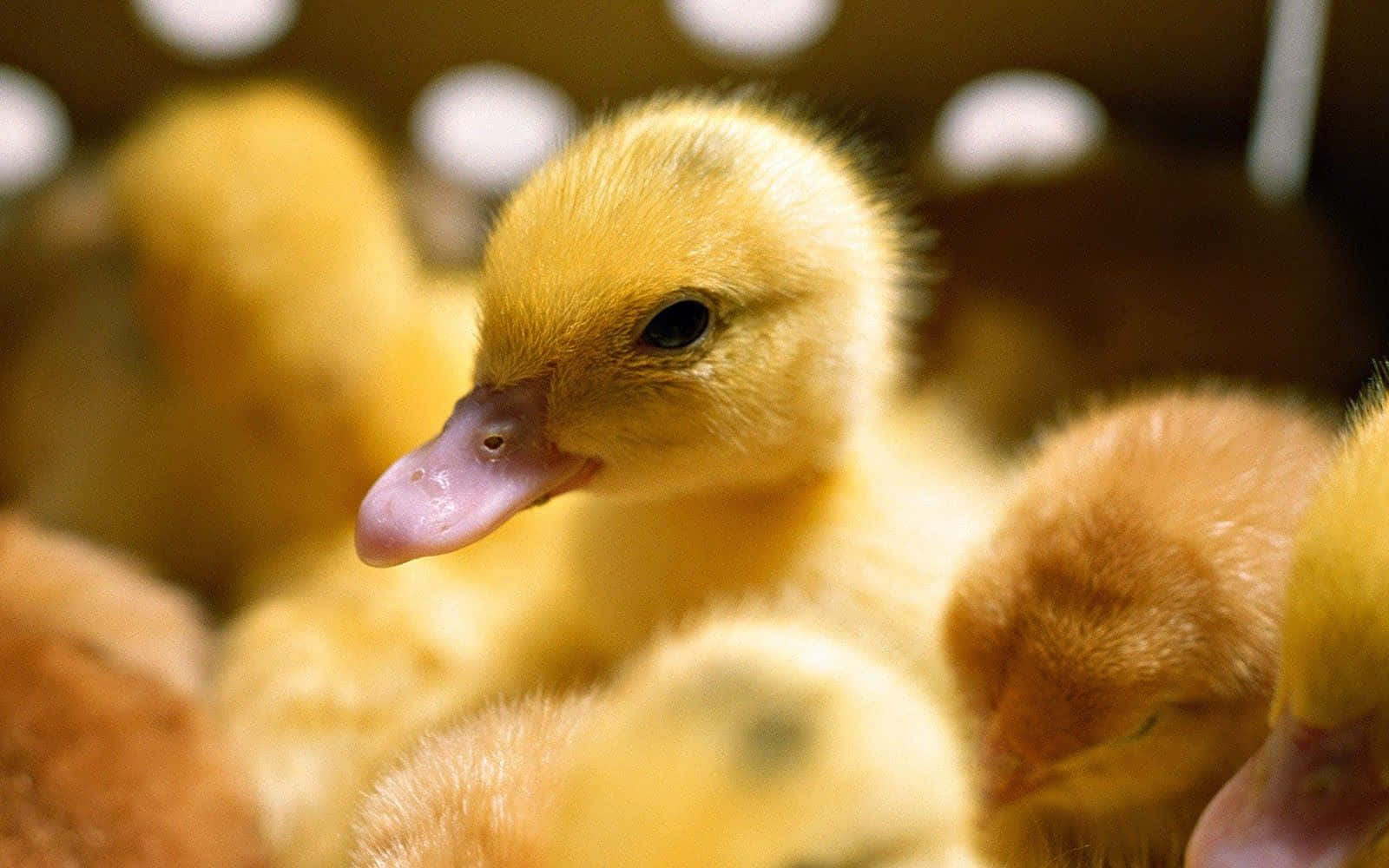 Who Can Resist The Cuteness Of This Adorable Duck?
