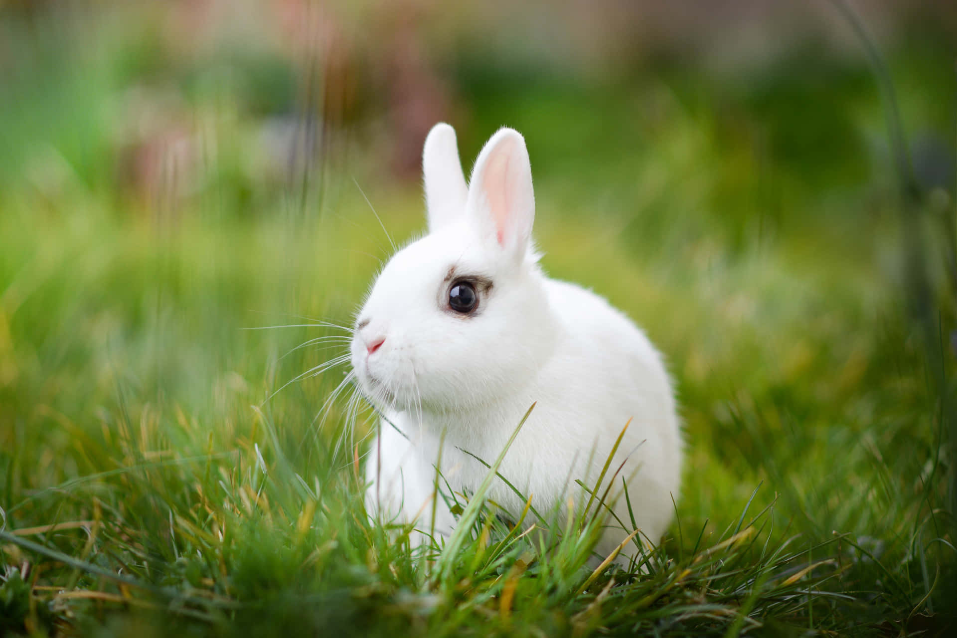 Who Could Say No To These Adorable Little Bunnies? Background