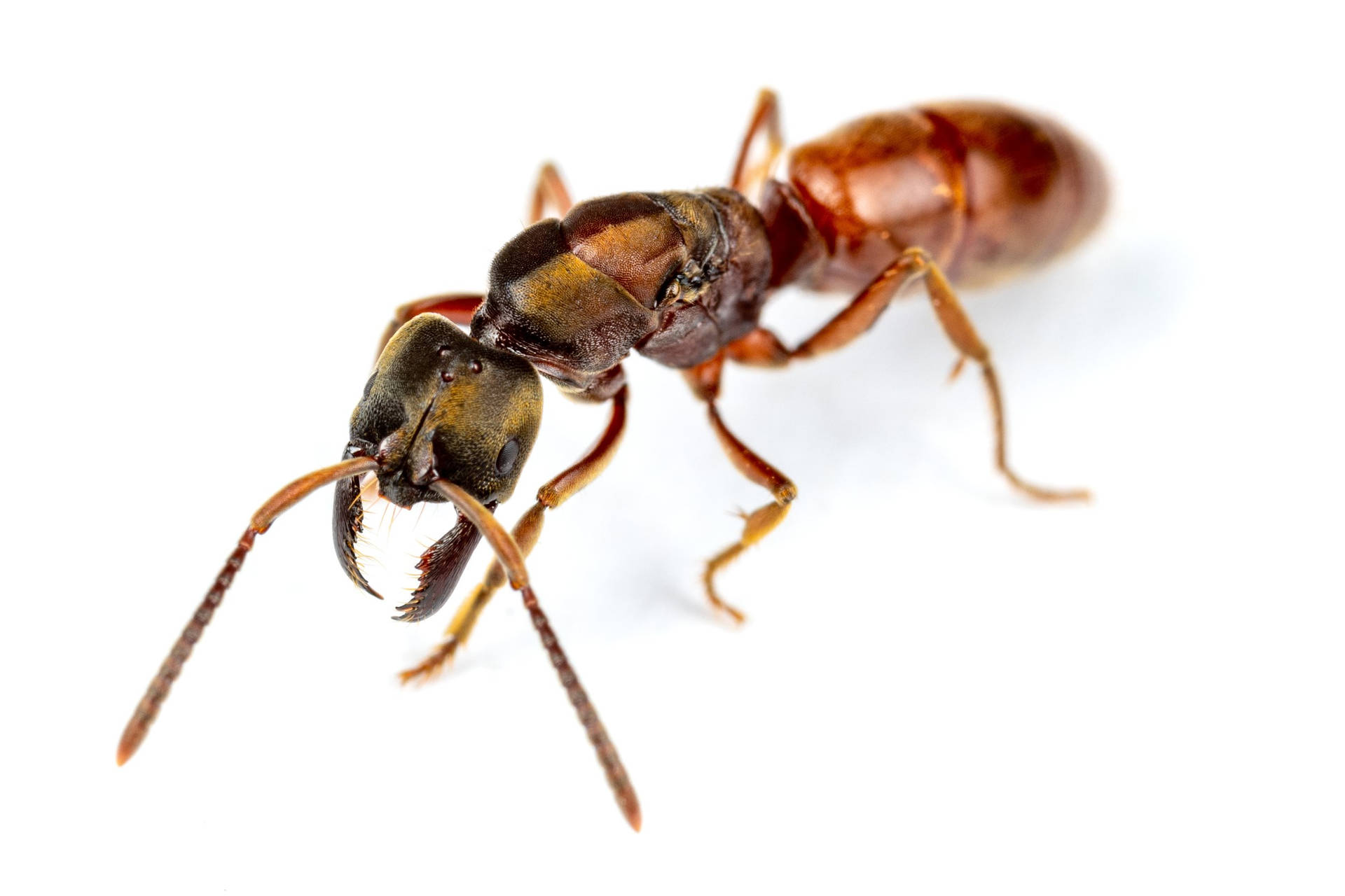 Whole Body Ant Background