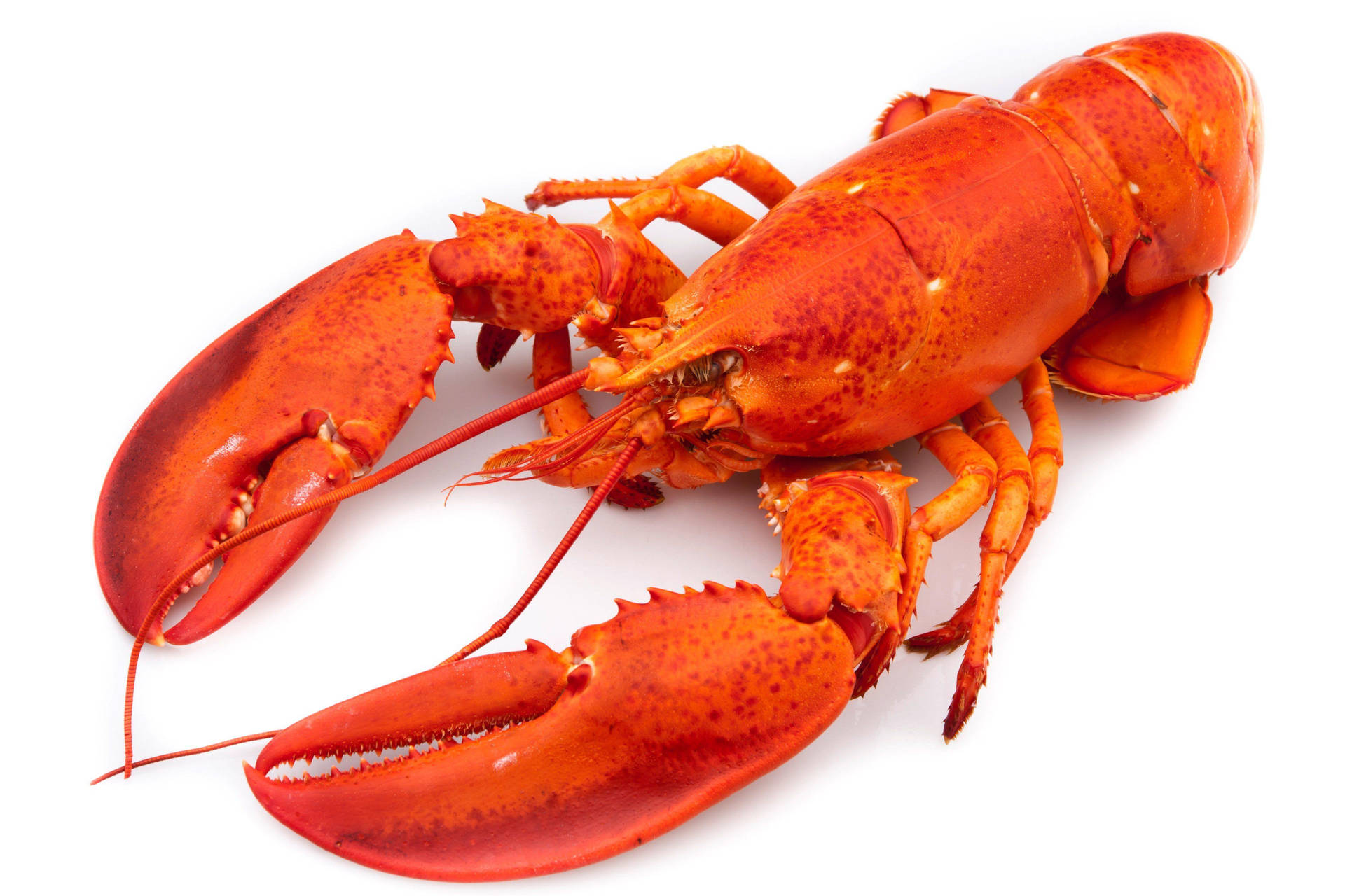 Whole Body Of Cooked Lobster Background