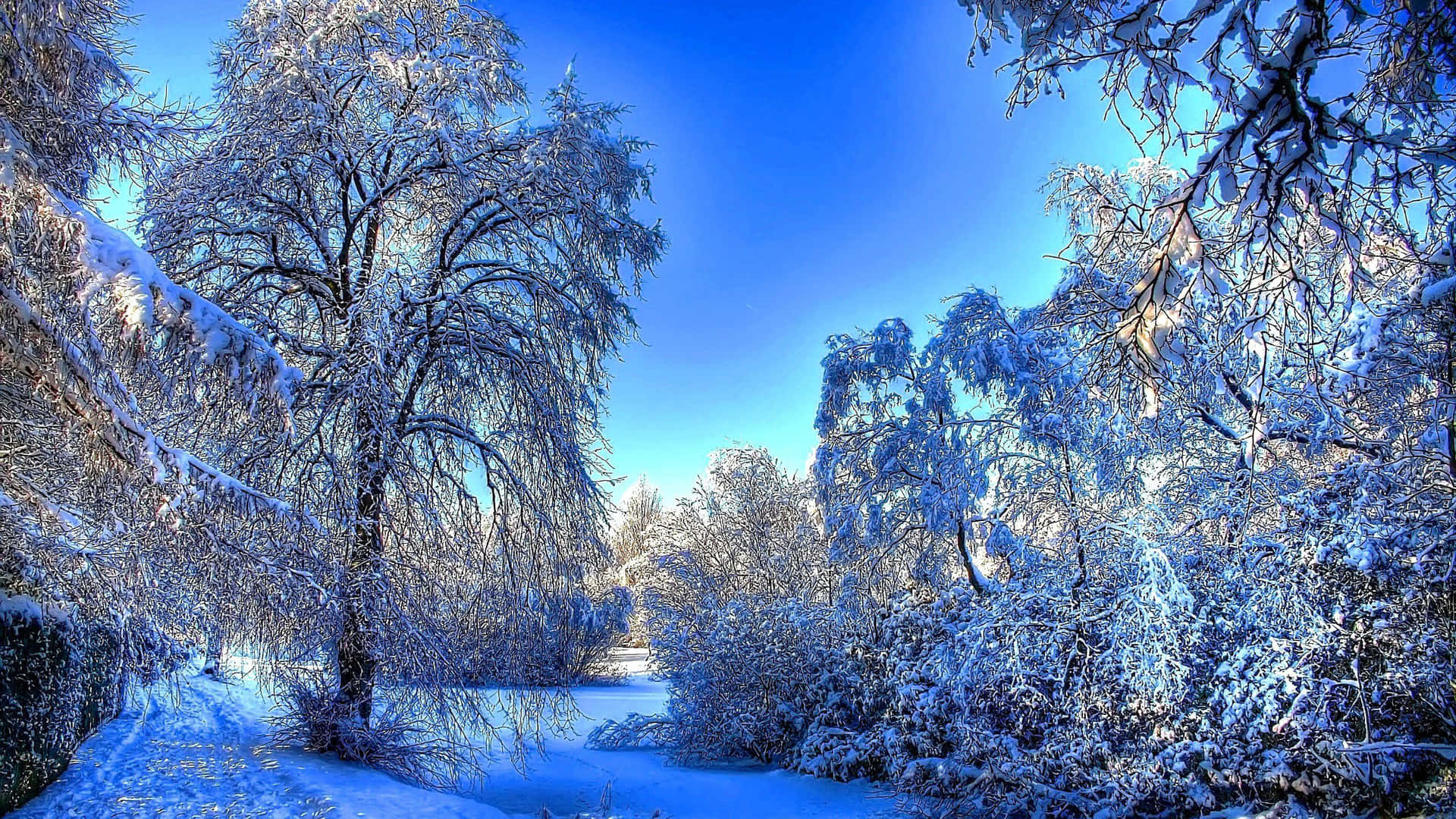 Whole New World Of Snow-laden Adventures Background