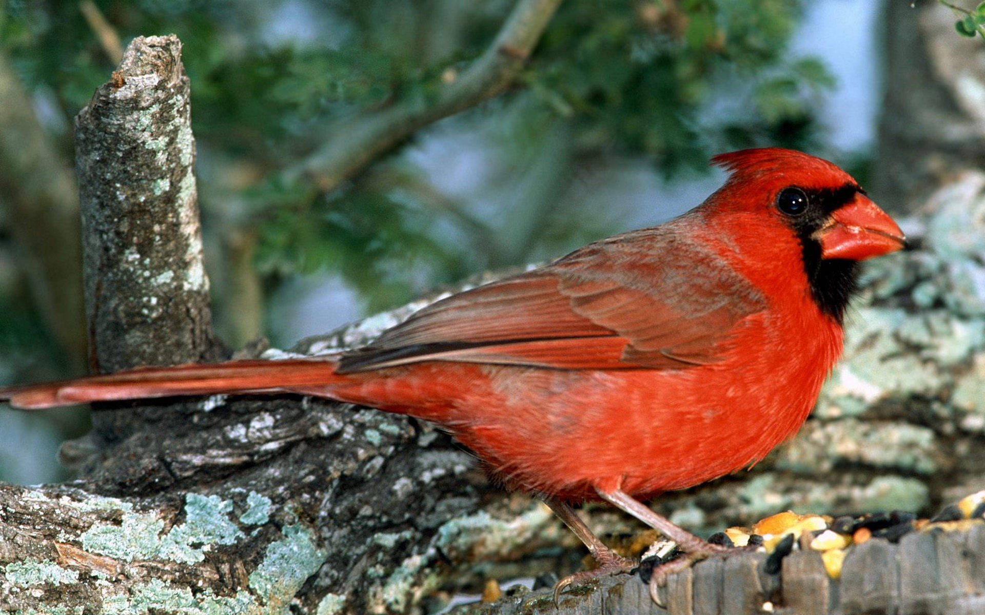 Wide-eyed Cardinal Background