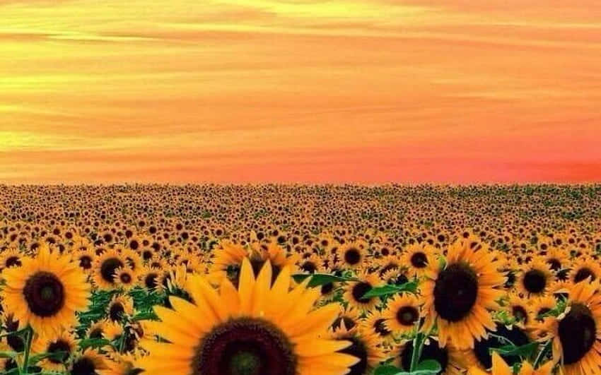 Wide Field Sunflower Yellow Tumblr Aesthetic Background