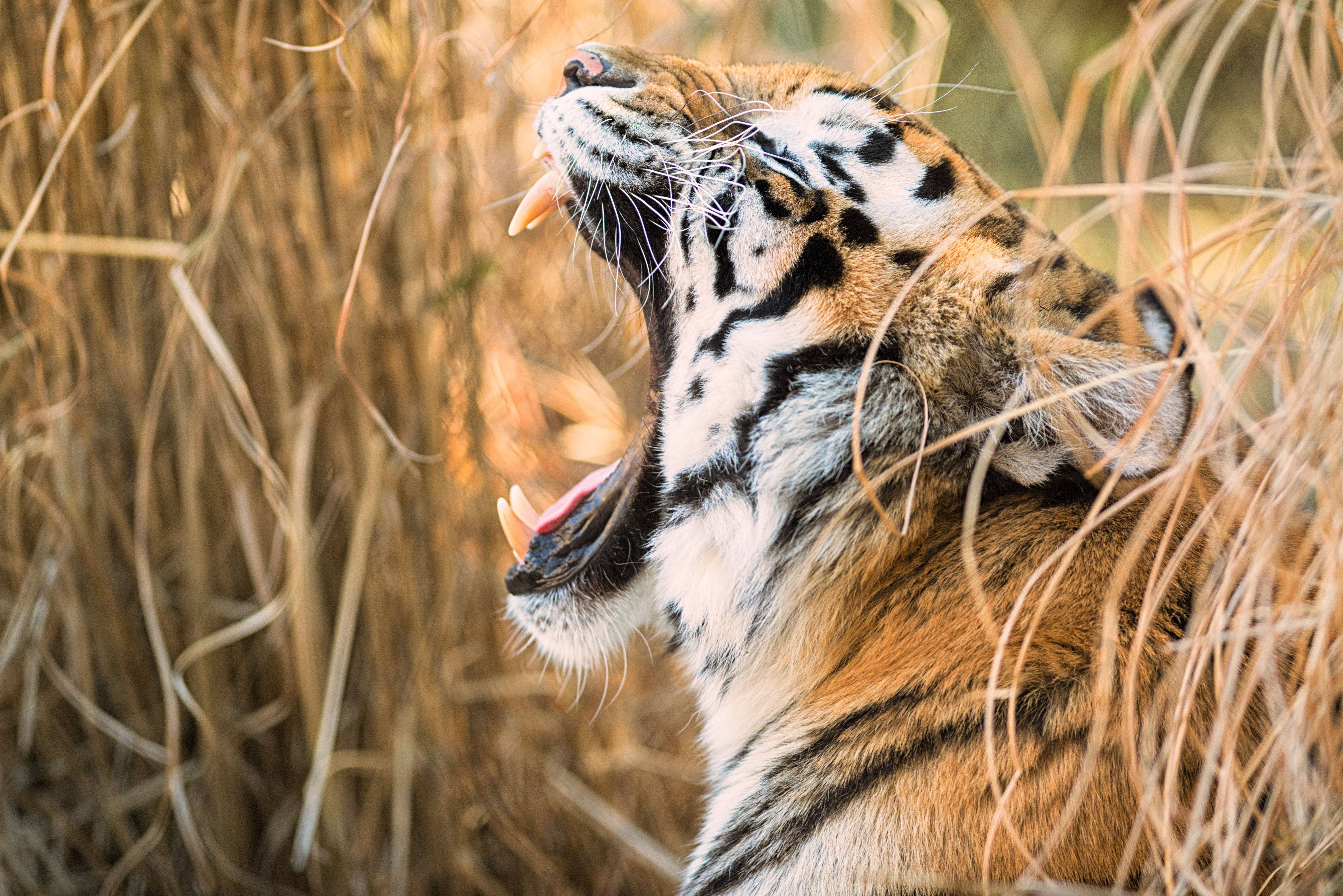 Wide Gaping Mouth 8k Tiger Uhd