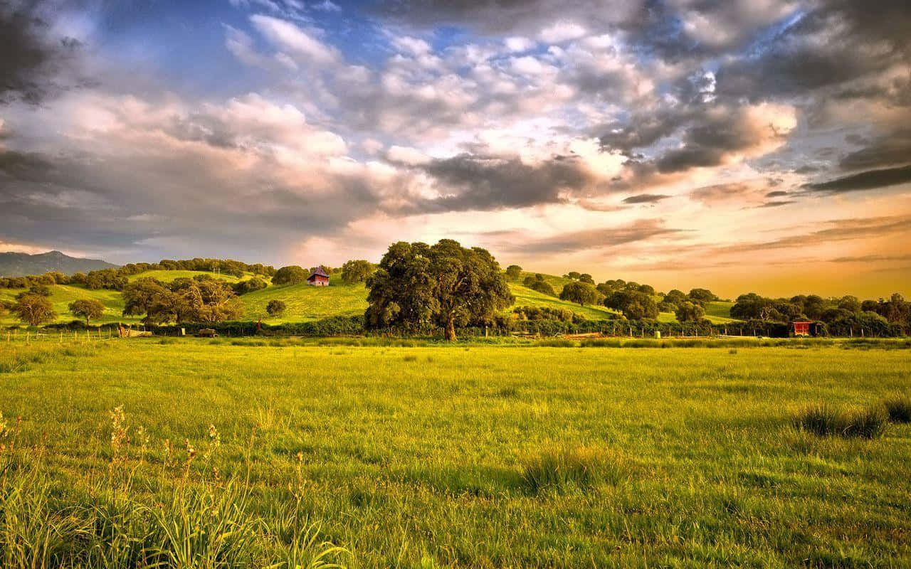 Wide Grass Field Country Scenes Background