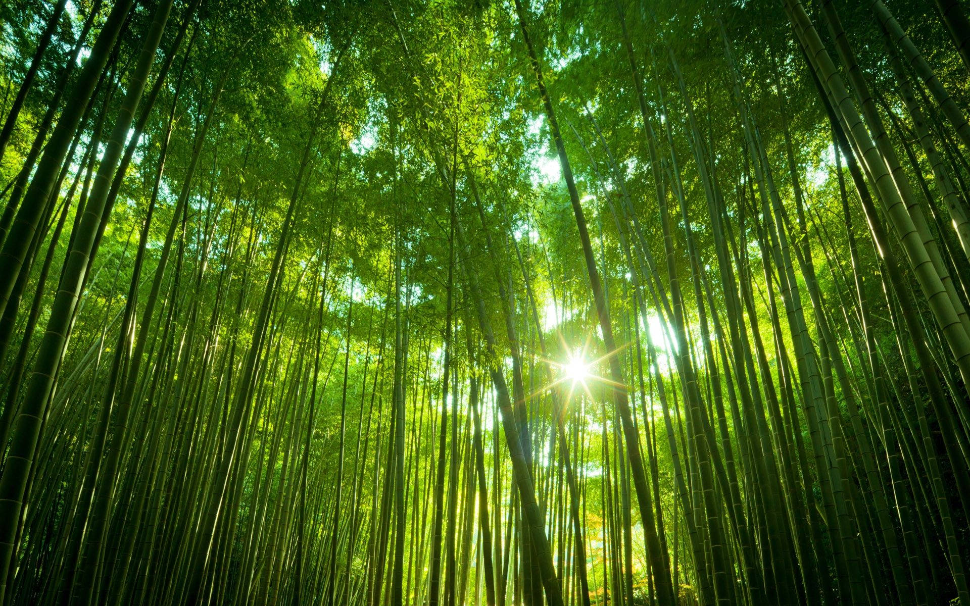 Wide Green Bamboo 4k Forest Background