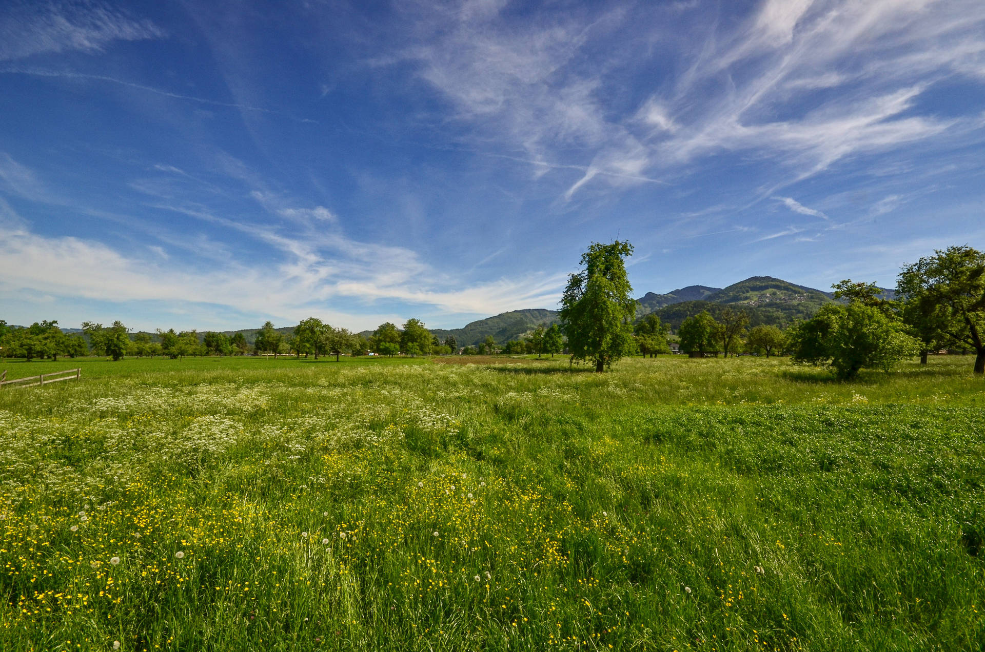 Wide Meadow Grassland Background