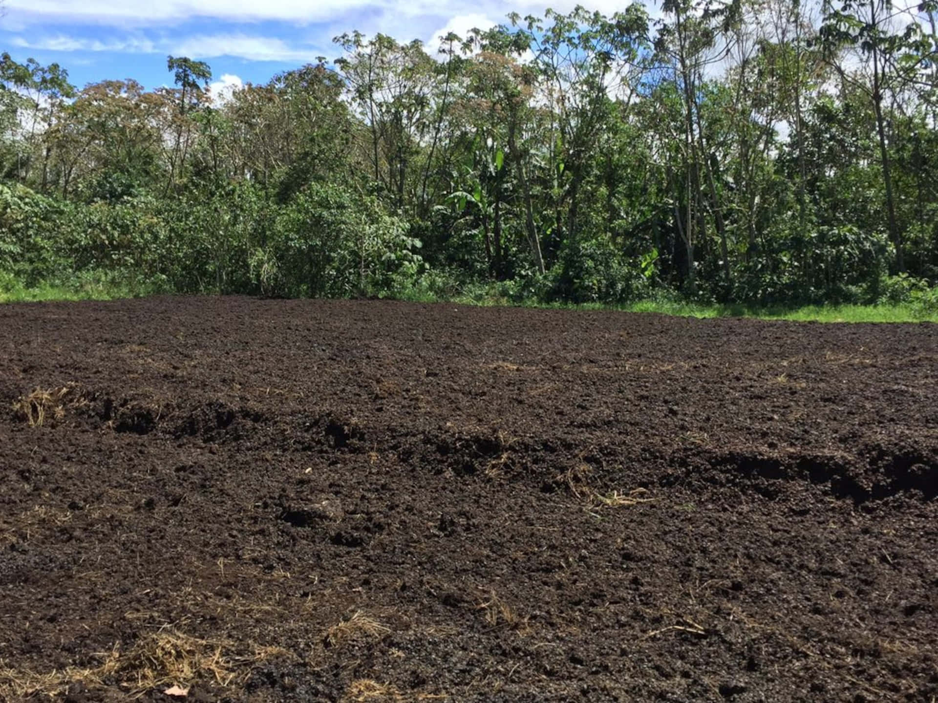 Wide Open Black Forest Soil Background