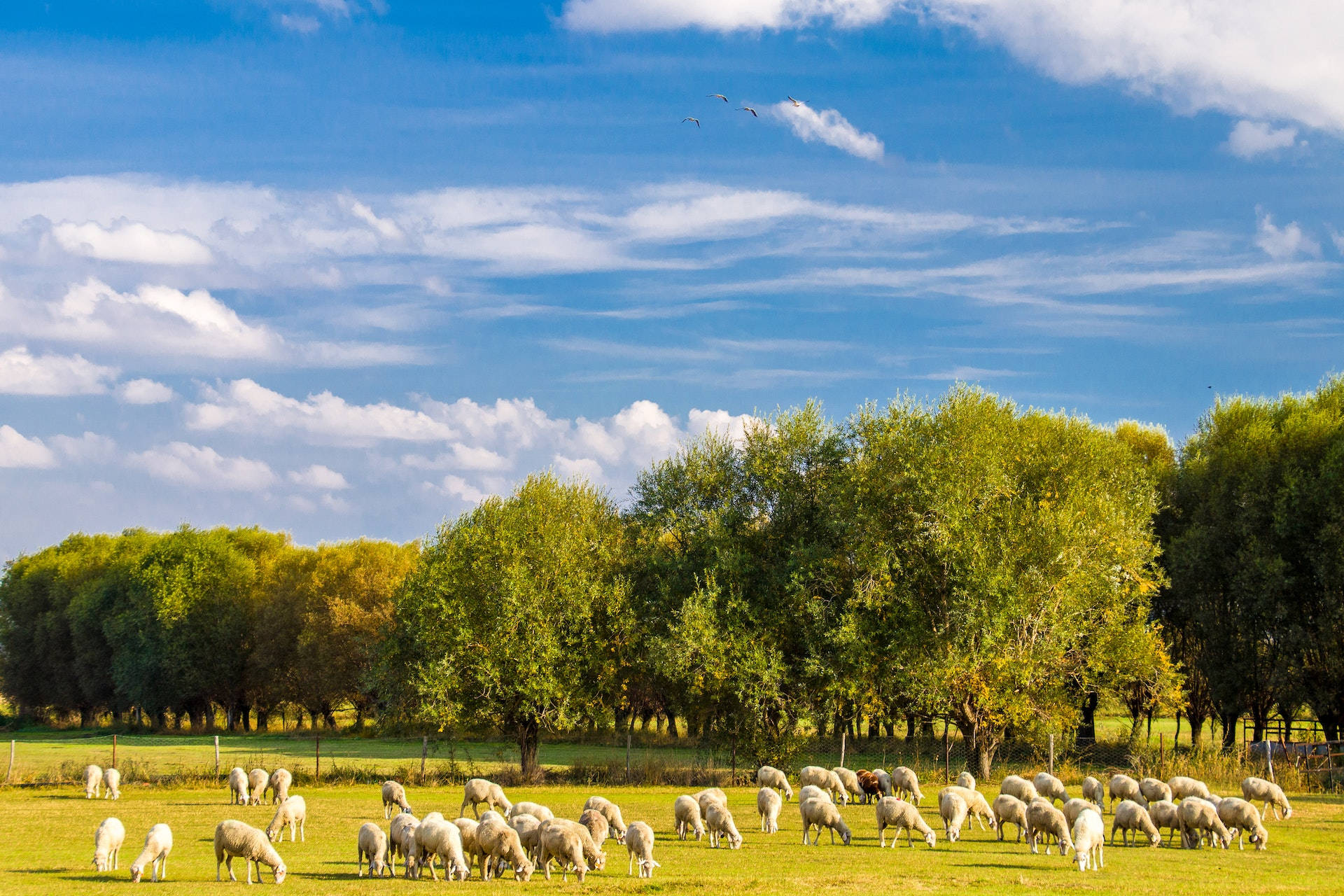 Wide View Of Farm Animals Background