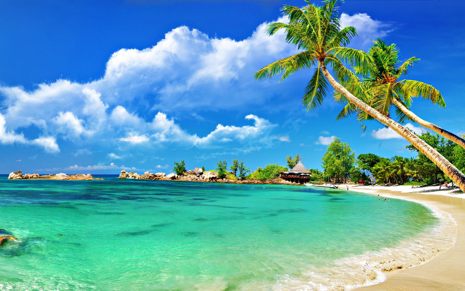 Wide View Shot Of Beach With Coconut Trees Background