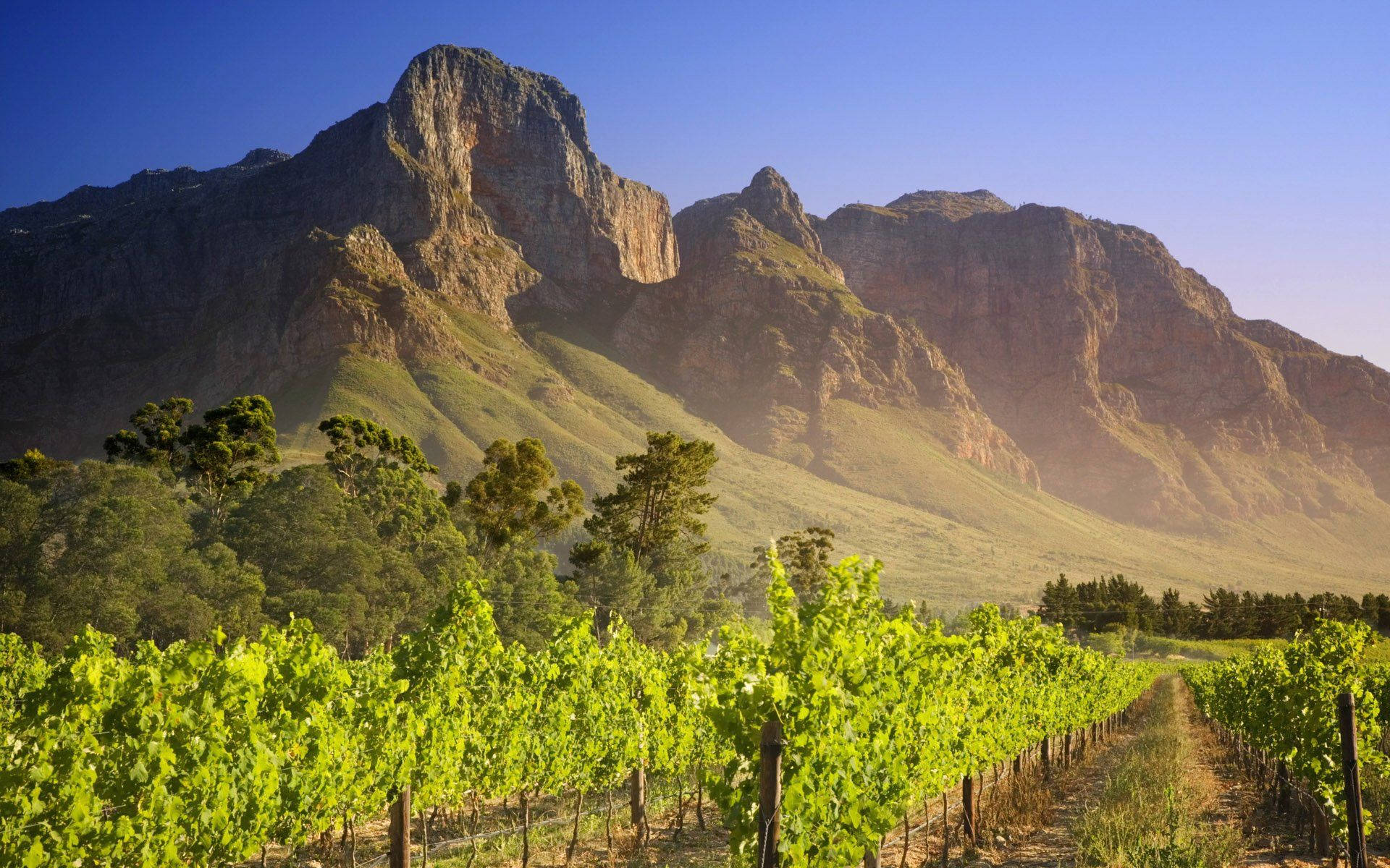 Wide Vineyard In South Africa