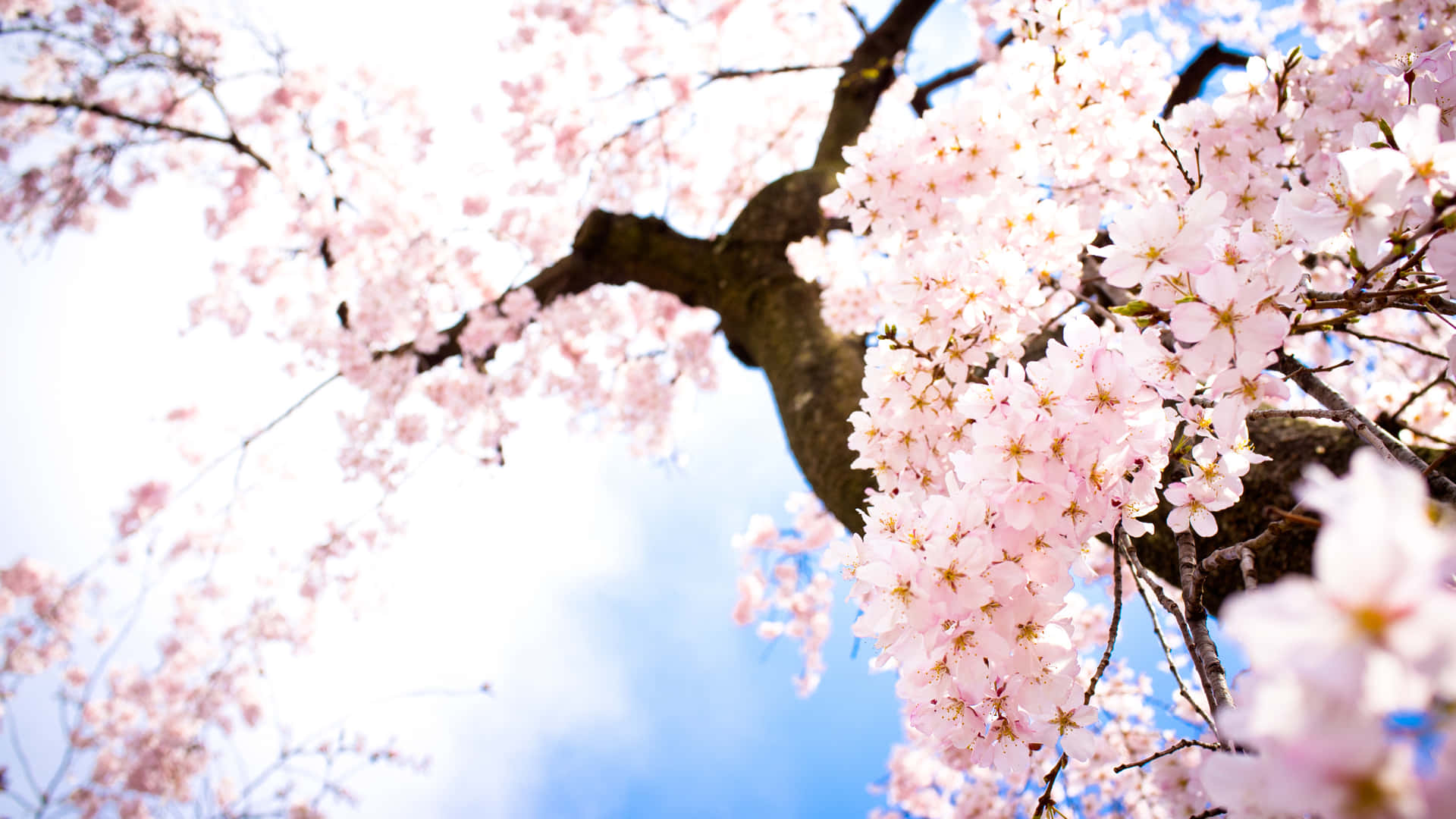 Widescreen Desktop Featuring Sakura Blossom Background