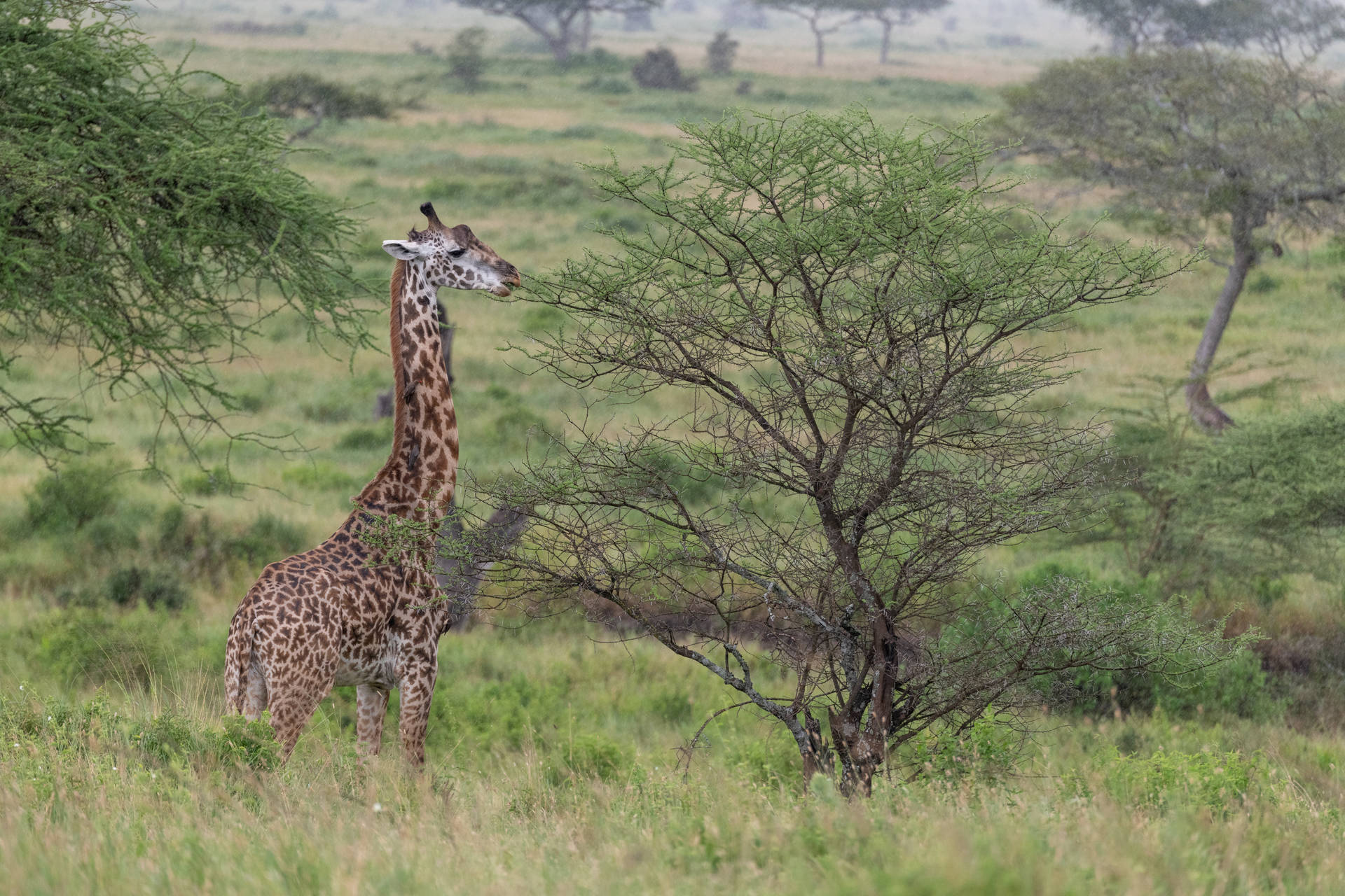 Widescreen Giraffe Photography Background