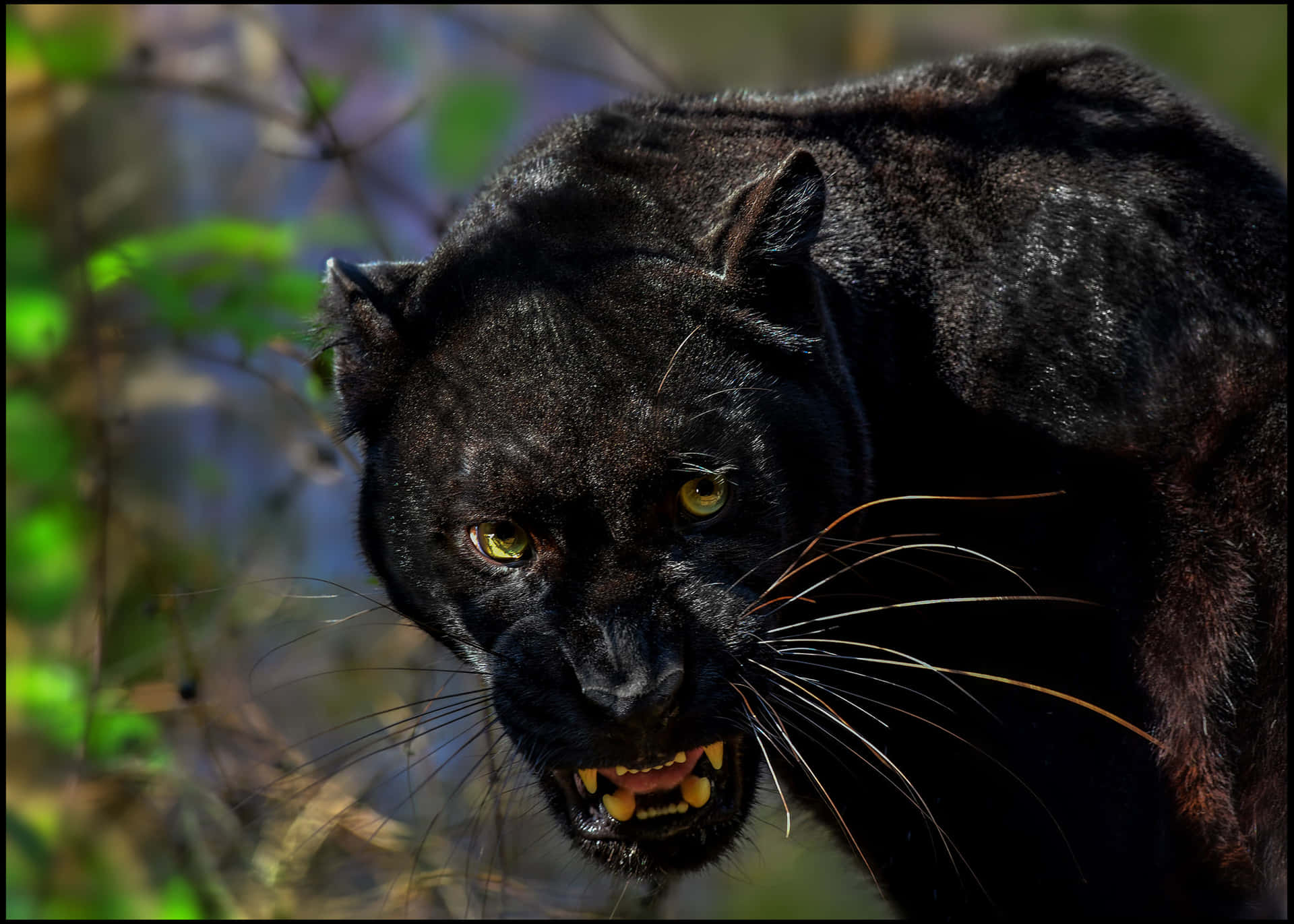 Wild And Majestic Black Leopard In Its Natural Habitat Background