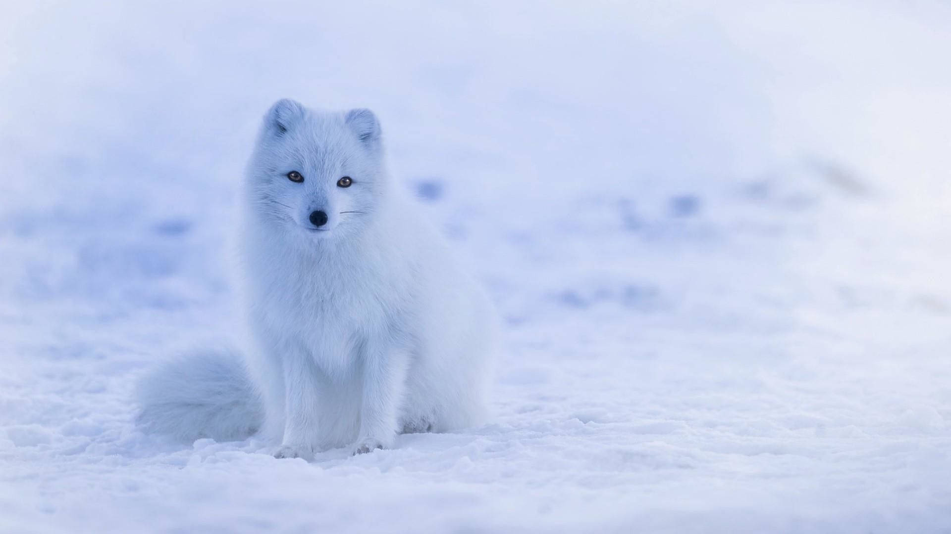 Wild Animal Arctic Fox Background