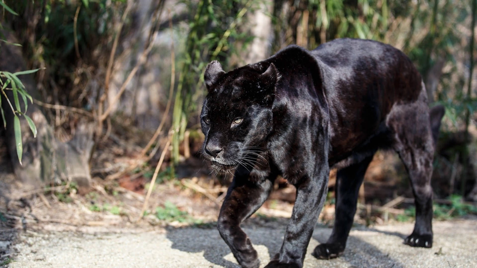 Wild Animal Black Panther Background