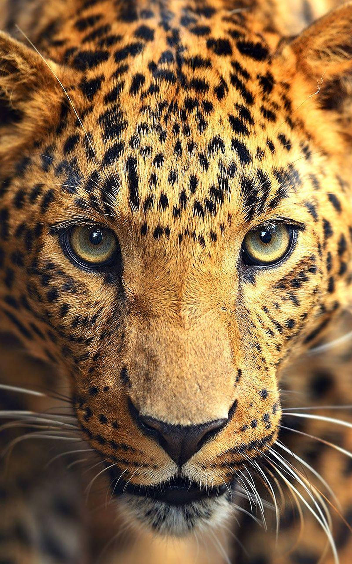 Wild Animal Close-up Shot Leopard Background