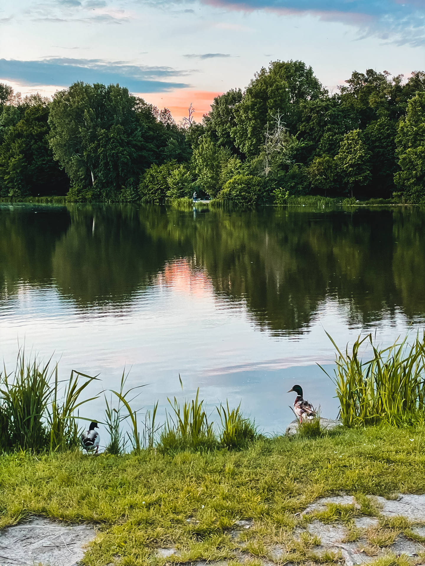 Wild Animal Ducks By A Pond Background