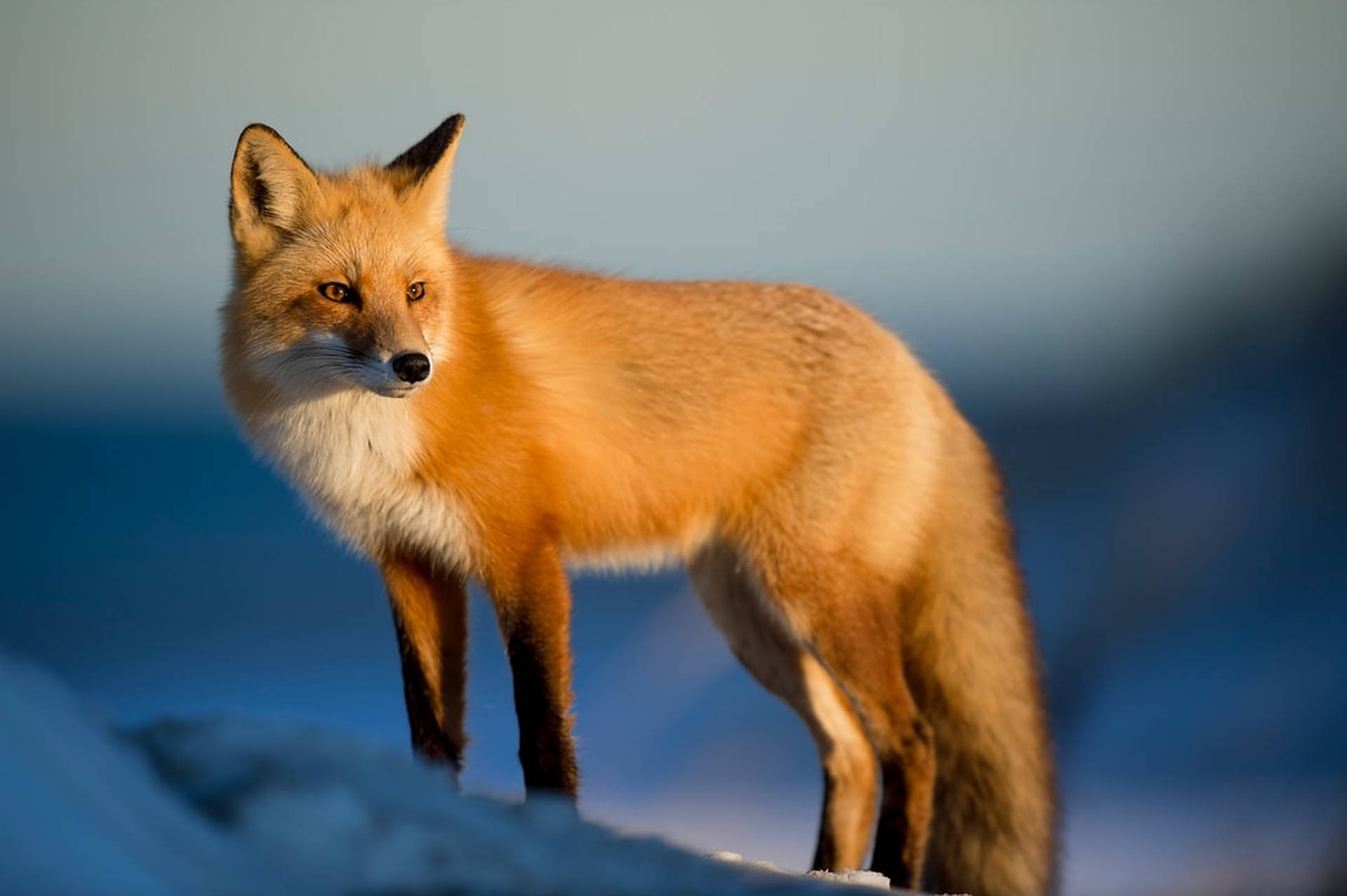 Wild Animal Fox Focus Shot Background