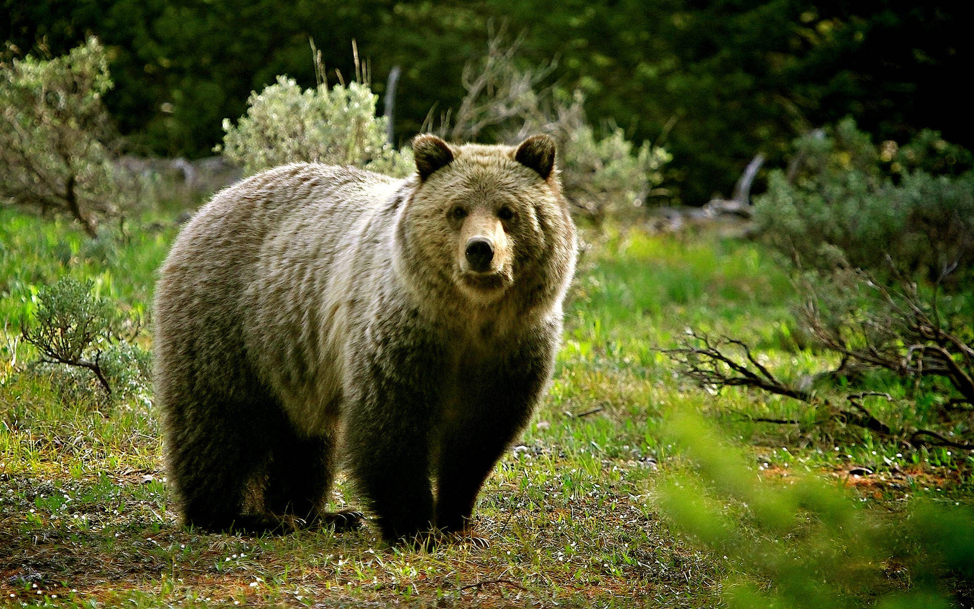 Wild Animal Grizzly Bear Woods Background