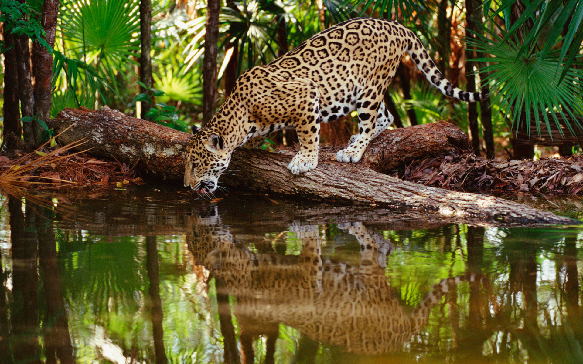 Wild Animal Jaguar In A Swamp Background