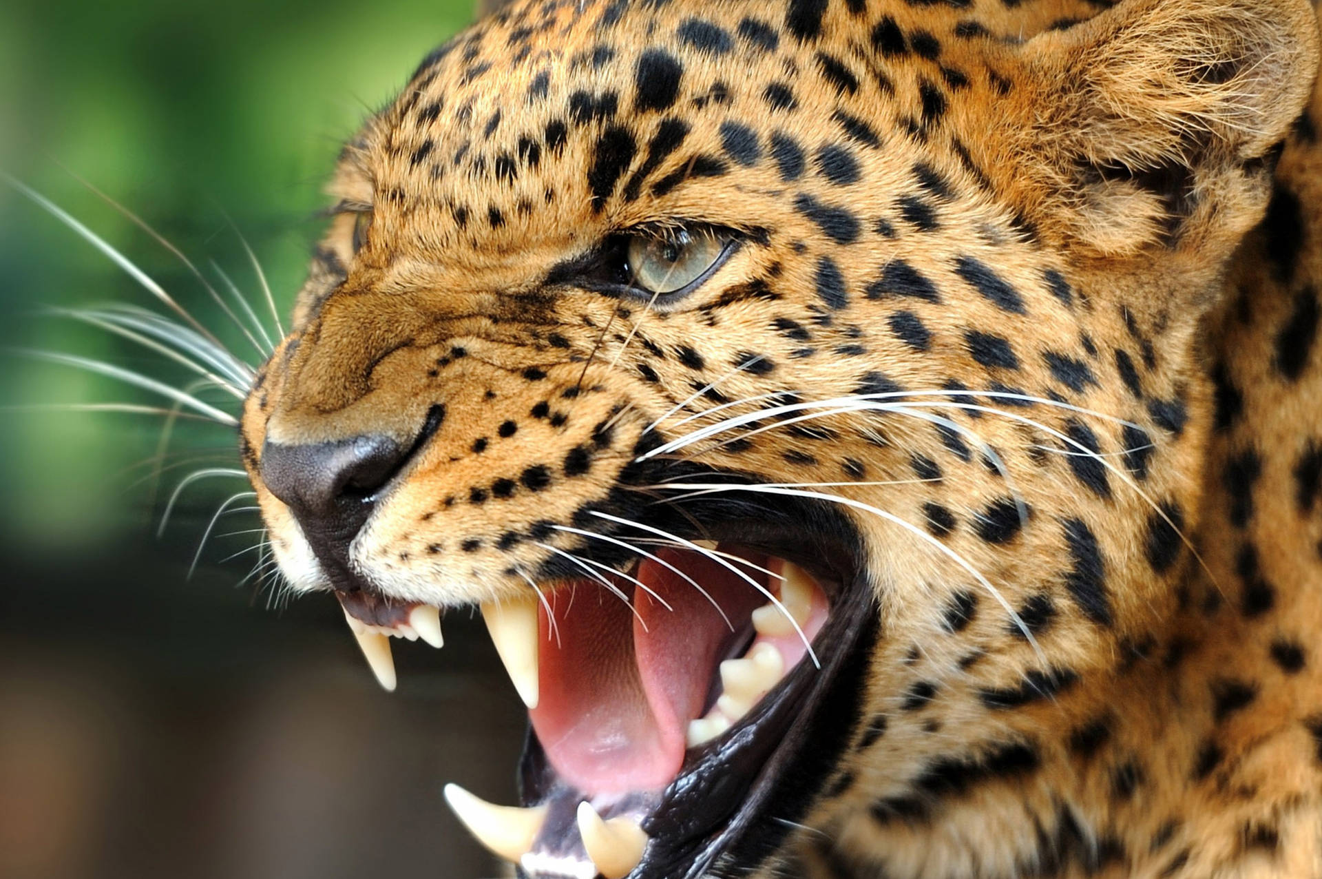 Wild Animal Leopard Close-up Background