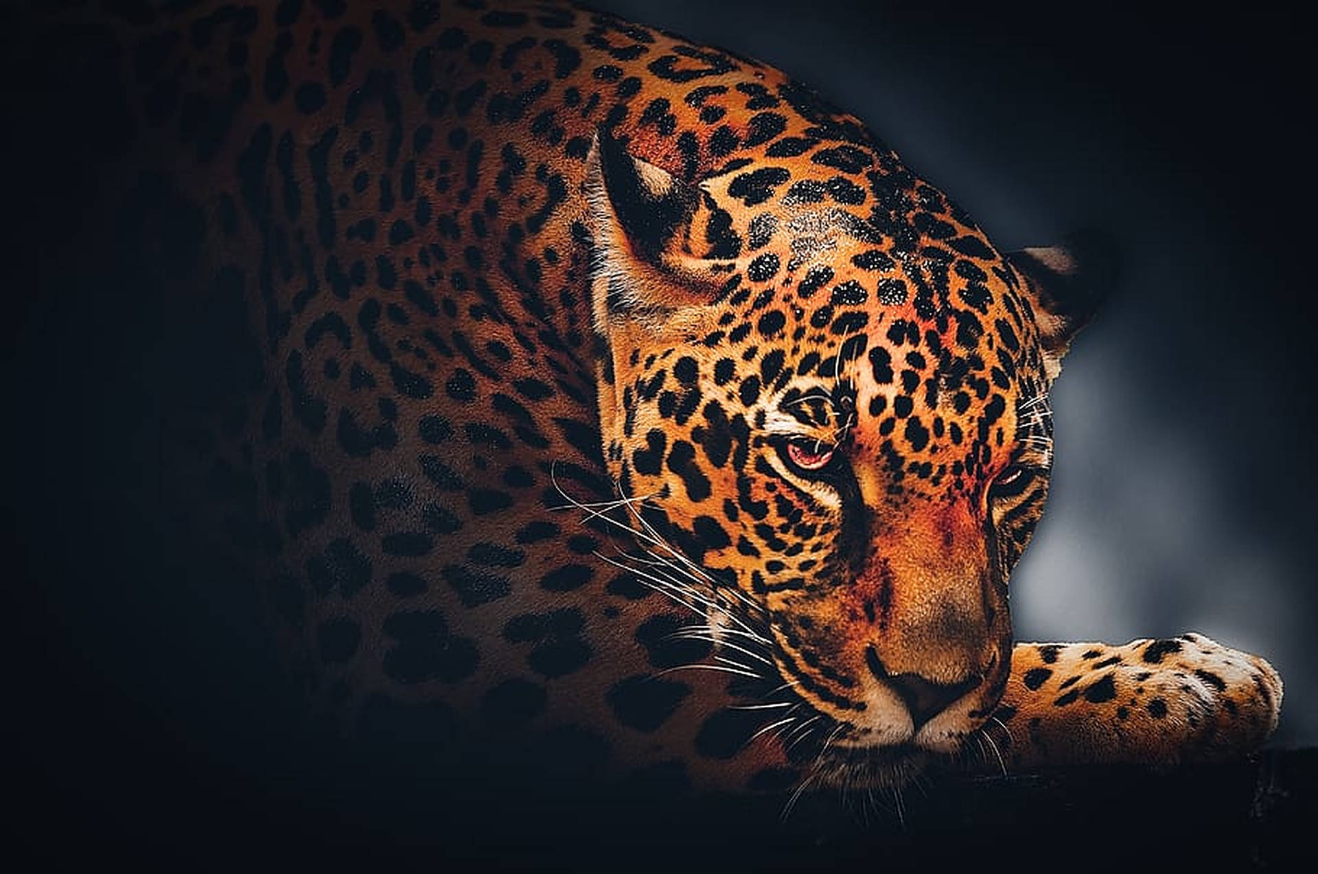 Wild Animal Leopard Face Background