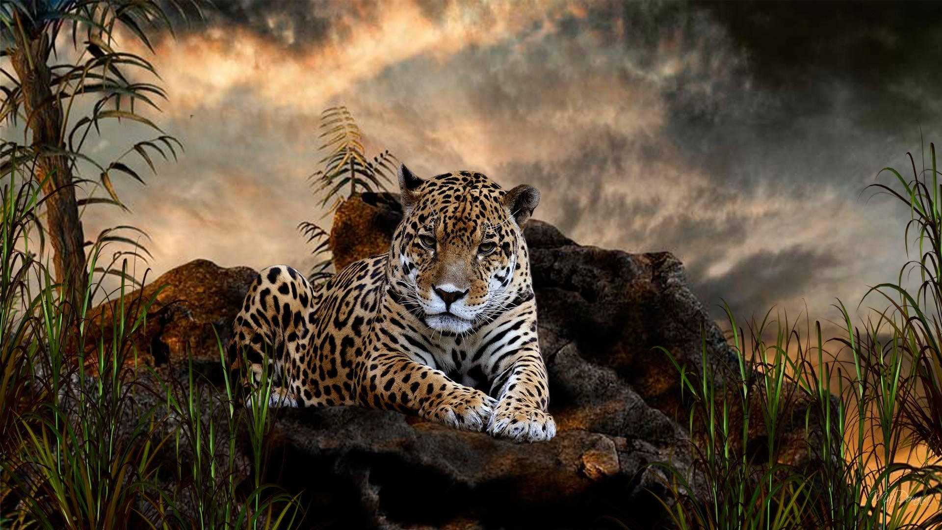 Wild Animal Leopard In The Rain Forest Background