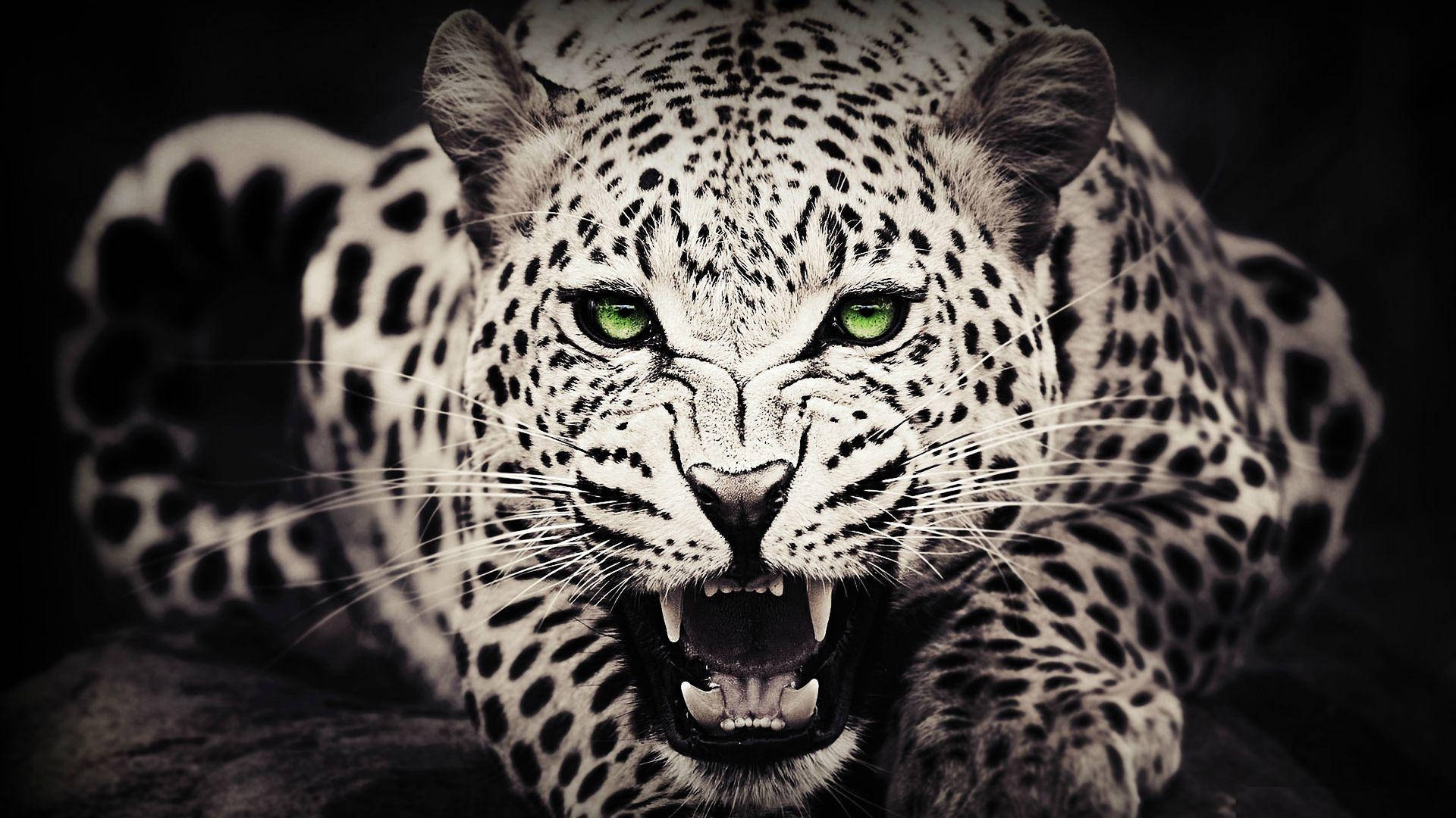 Wild Animal Leopard Monochrome Background