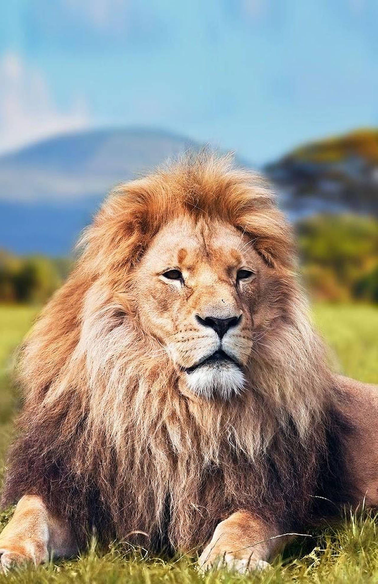 Wild Animal Lion Close-up Background
