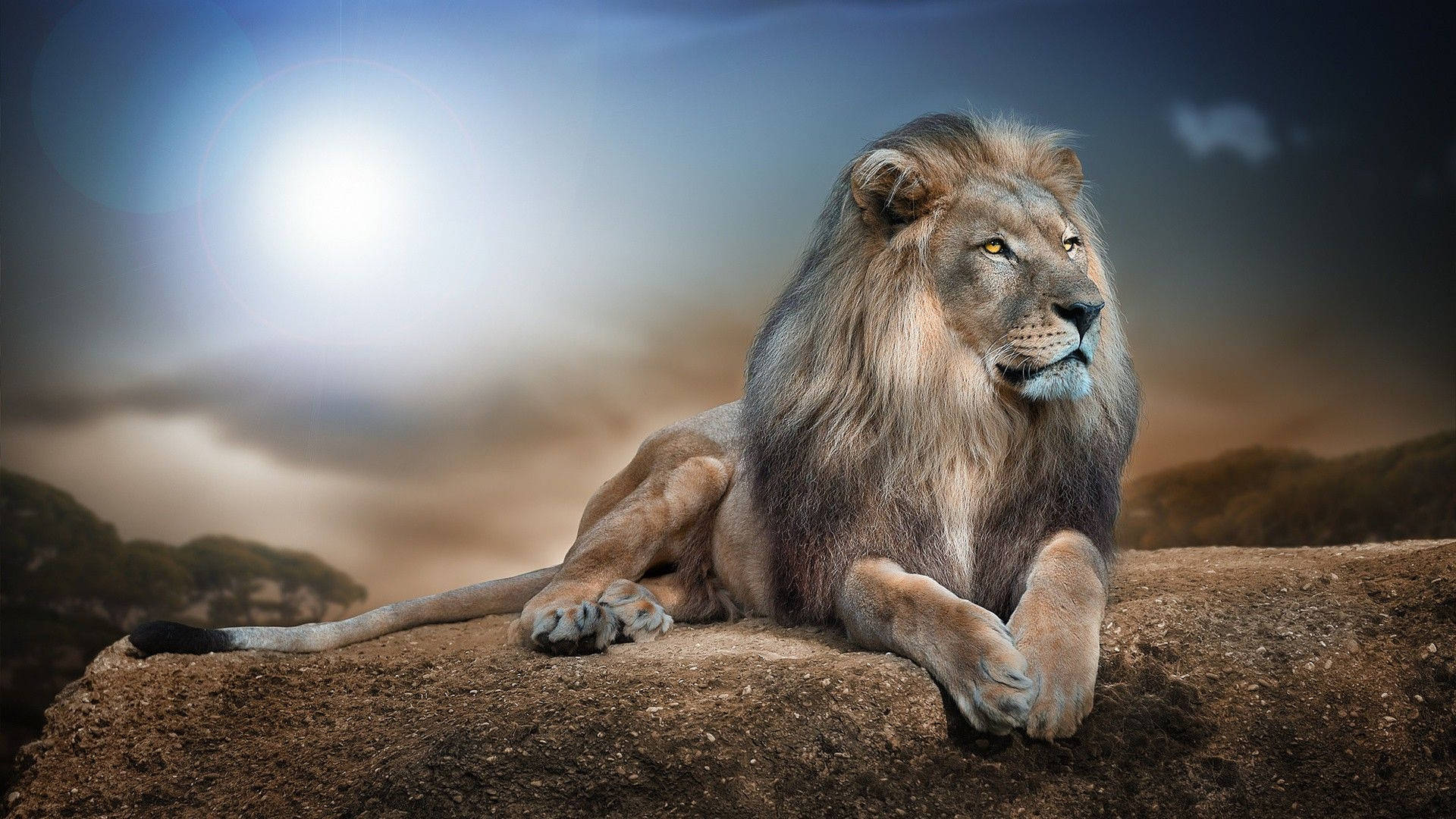 Wild Animal Lion Digital Edit Background