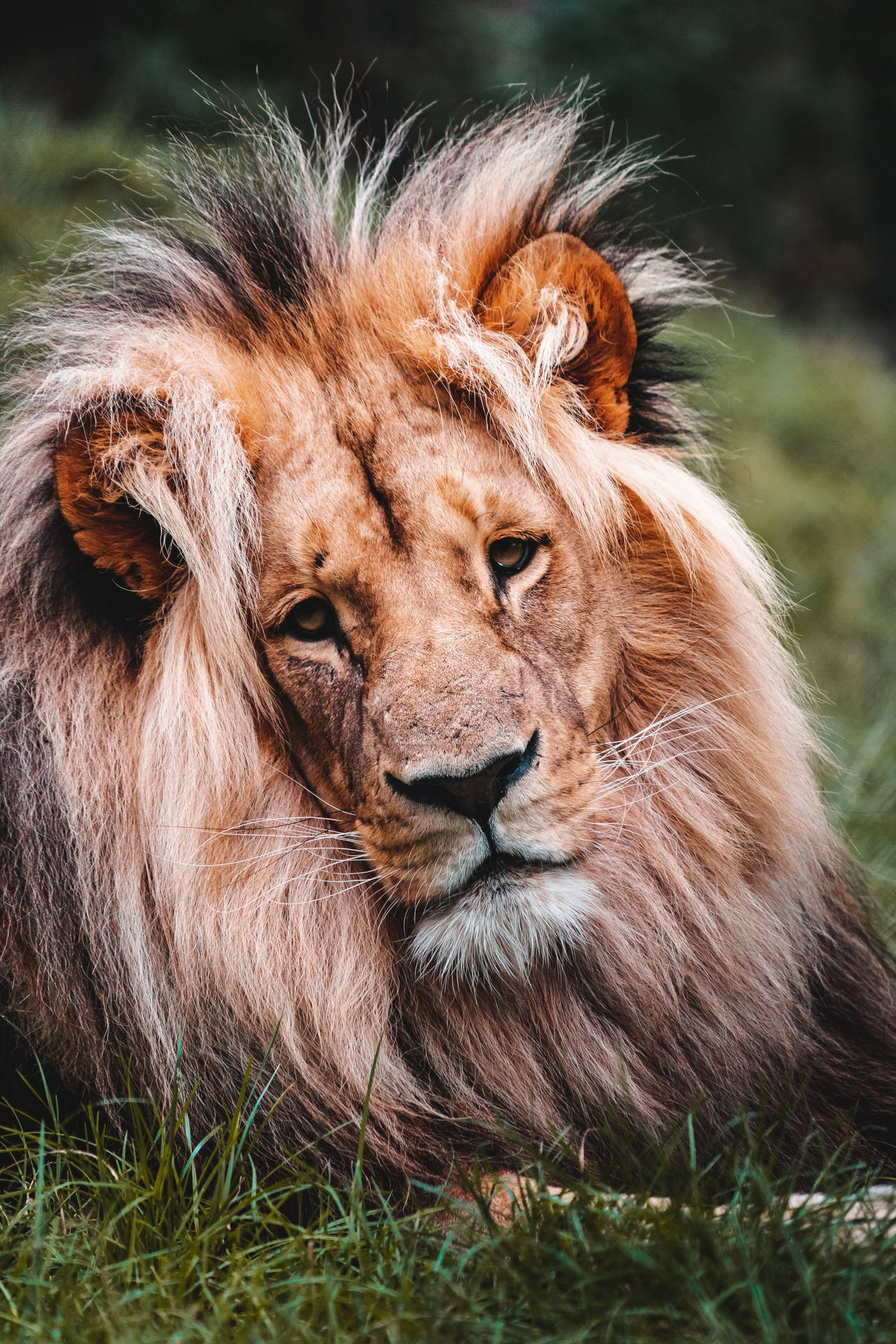 Wild Animal Portrait Lion Background