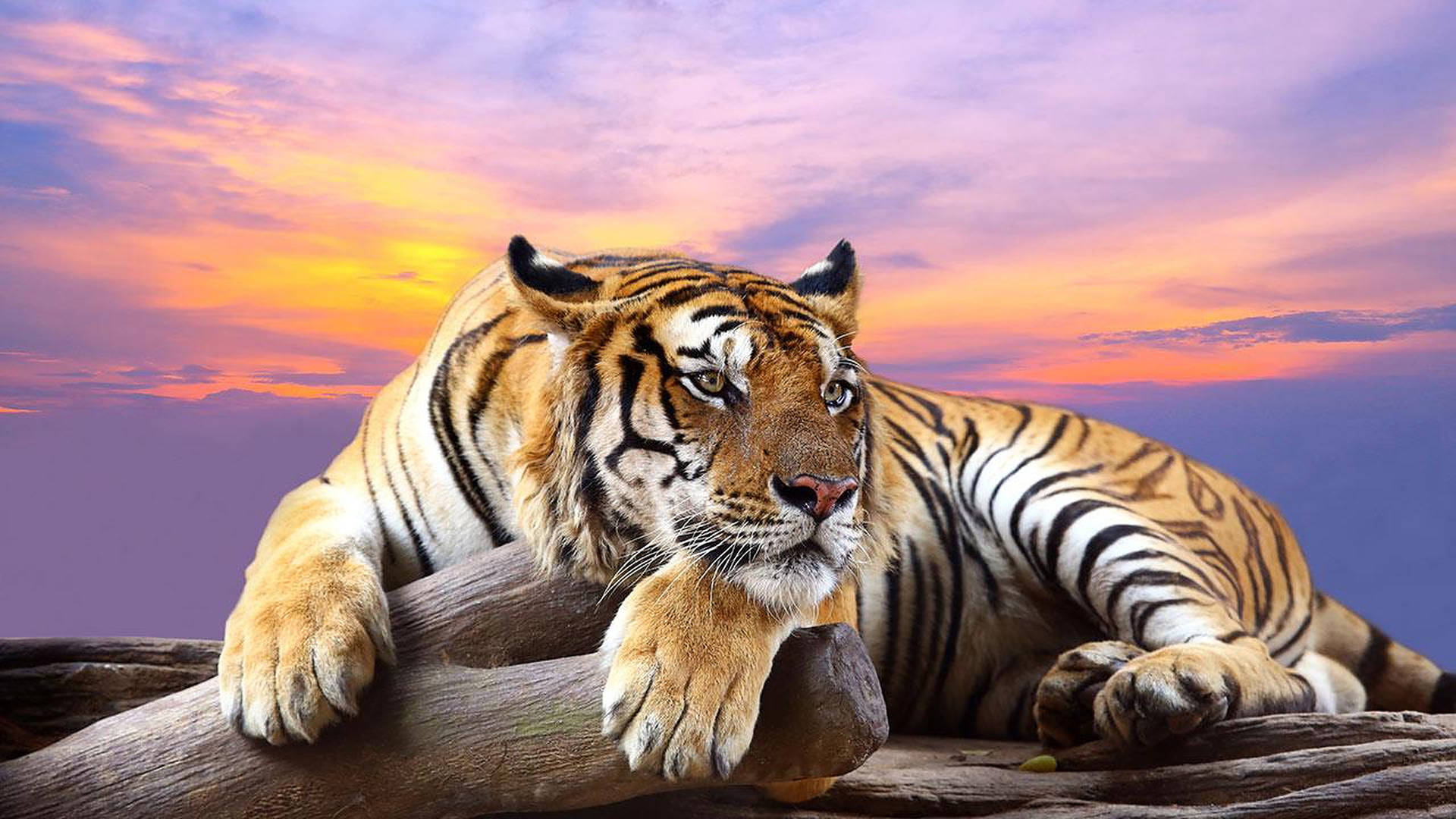 Wild Animal Tiger During Sunset Background
