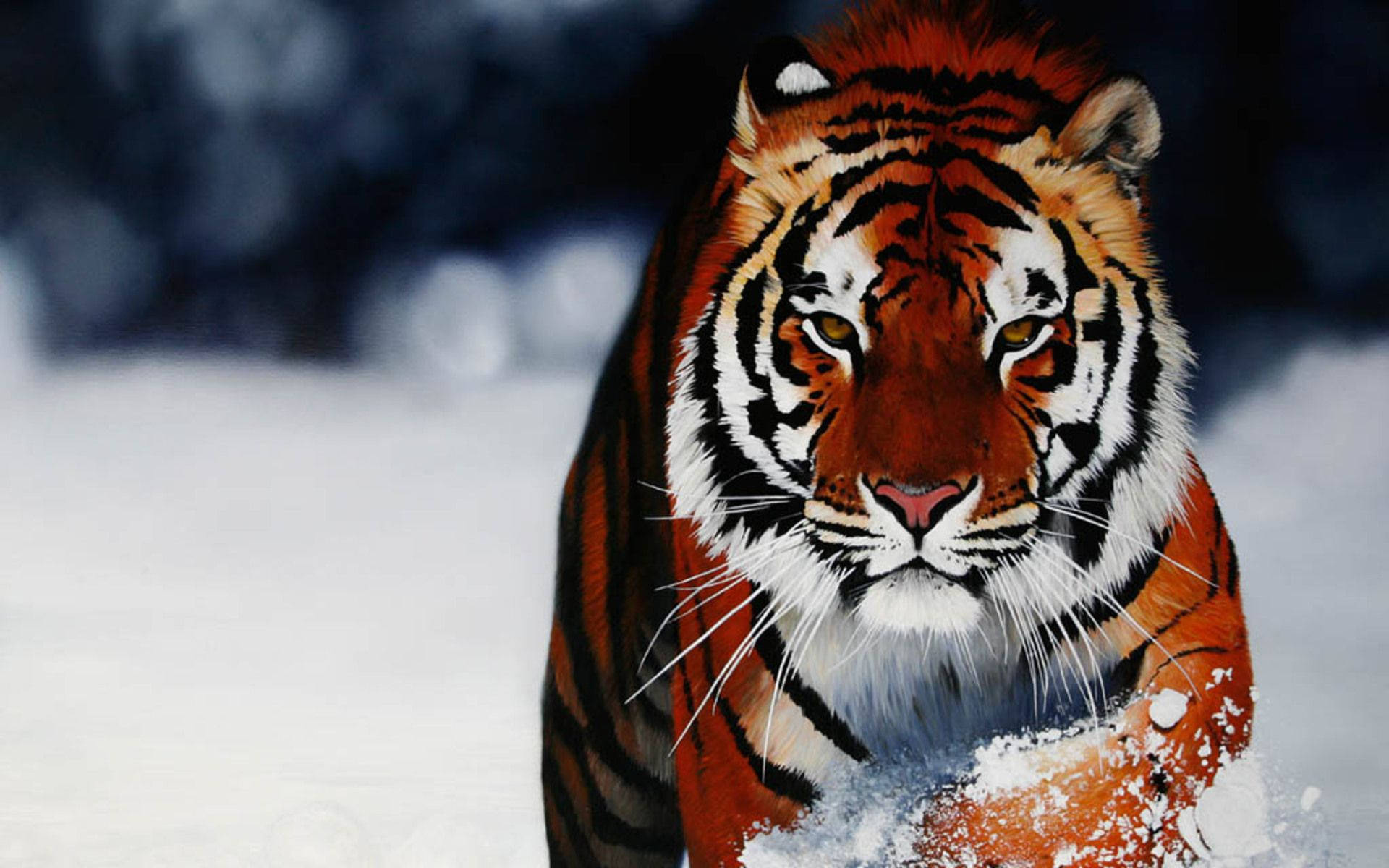 Wild Animal Tiger In Snow Background