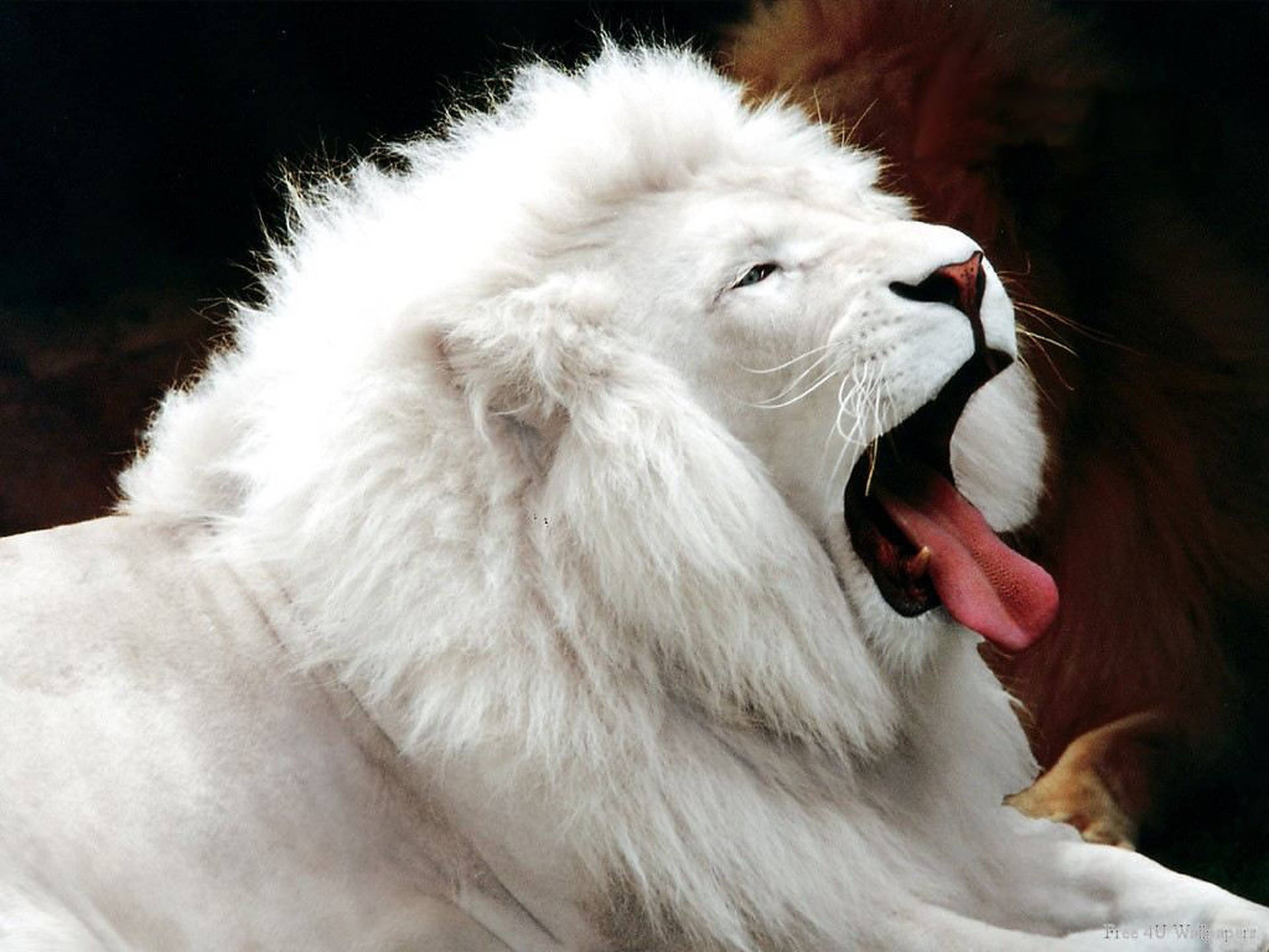 Wild Animal White Lion Background