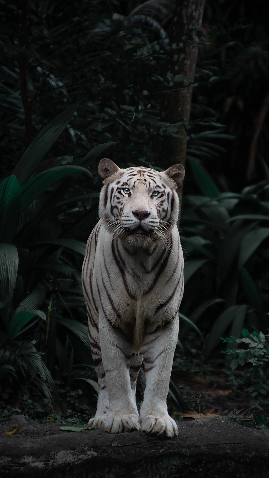 Wild Animal White Tiger Background