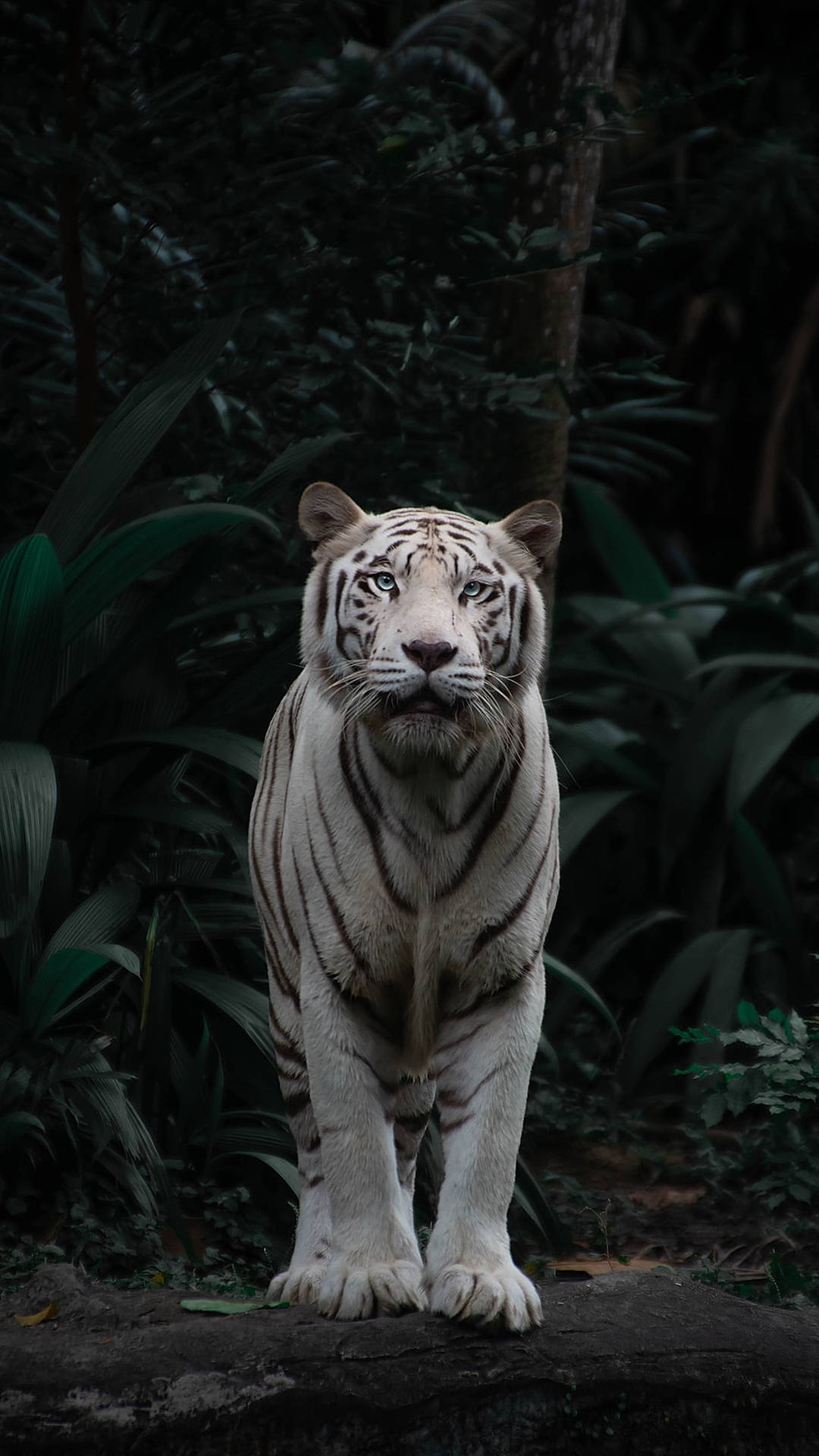 Wild Animal White Tiger