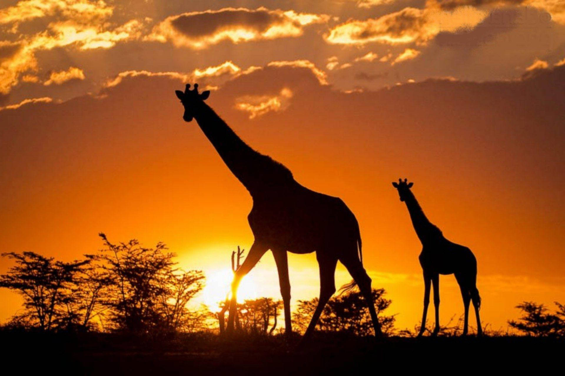 Wild Animals In Kenya Safari Background