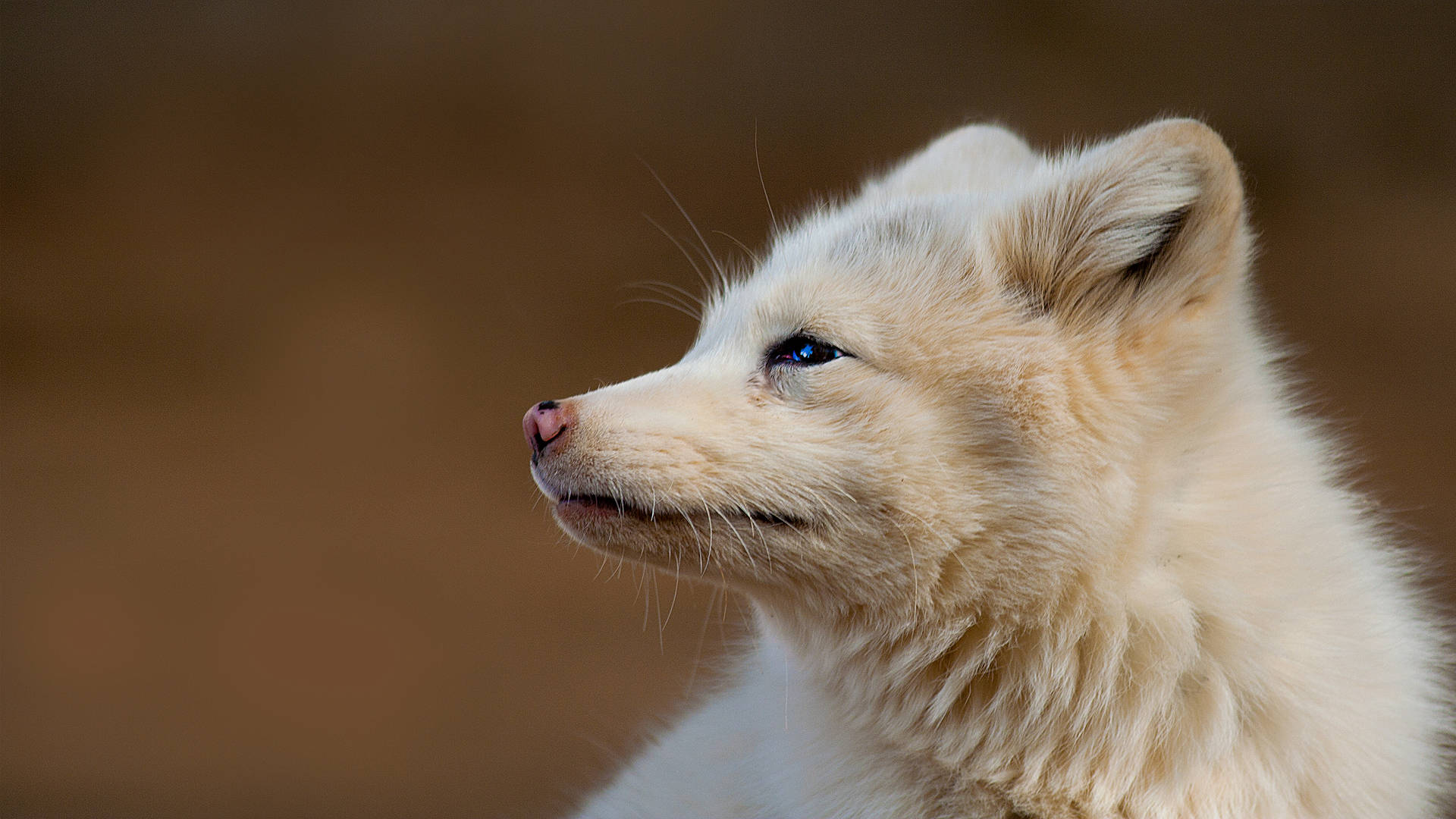 Wild Arctic Fox Background
