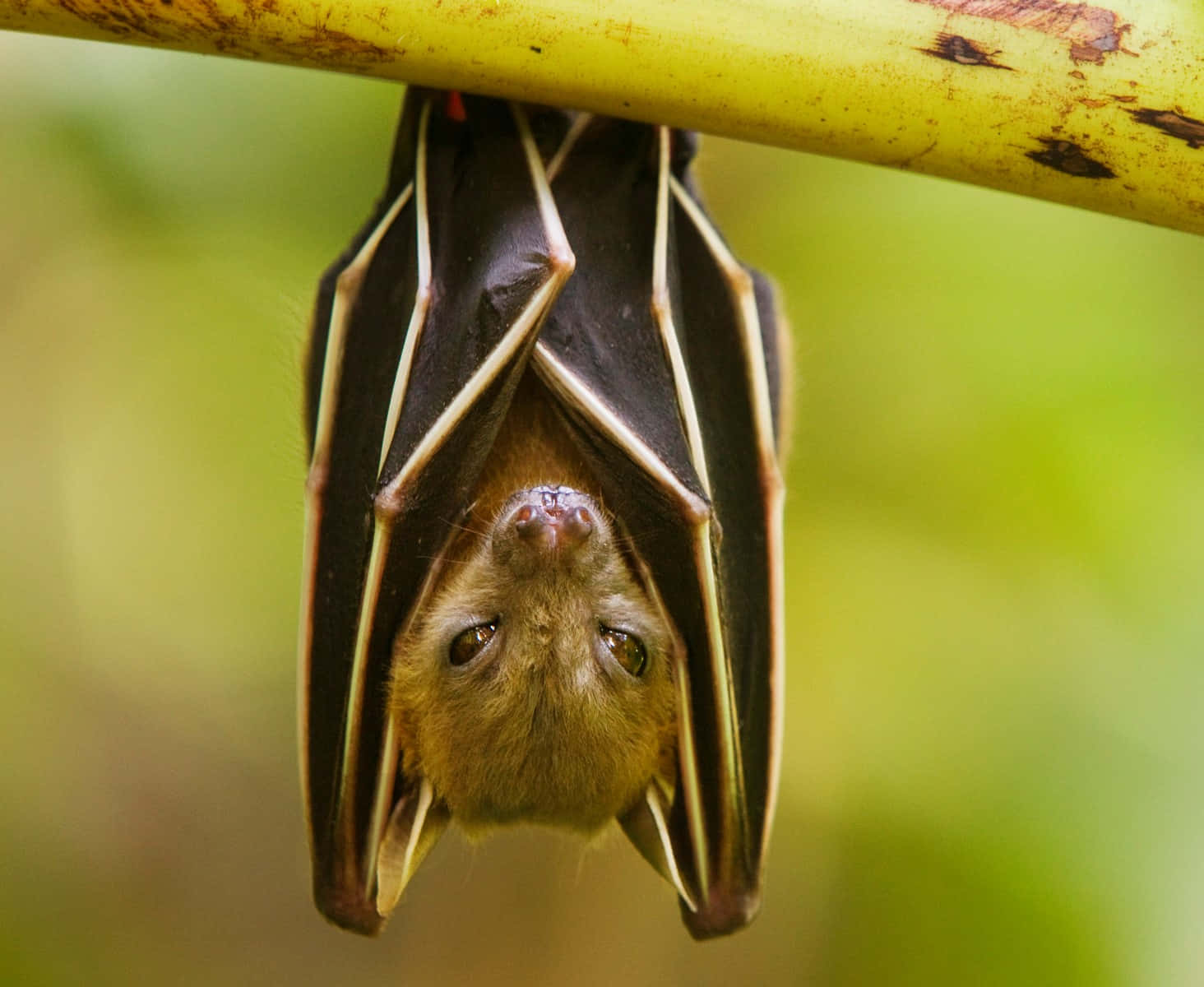 Wild Bat Hang On Branch Desktop Background