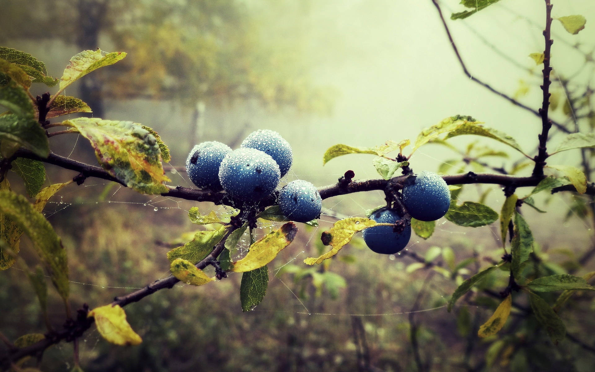 Wild Blueberries On Branches Background