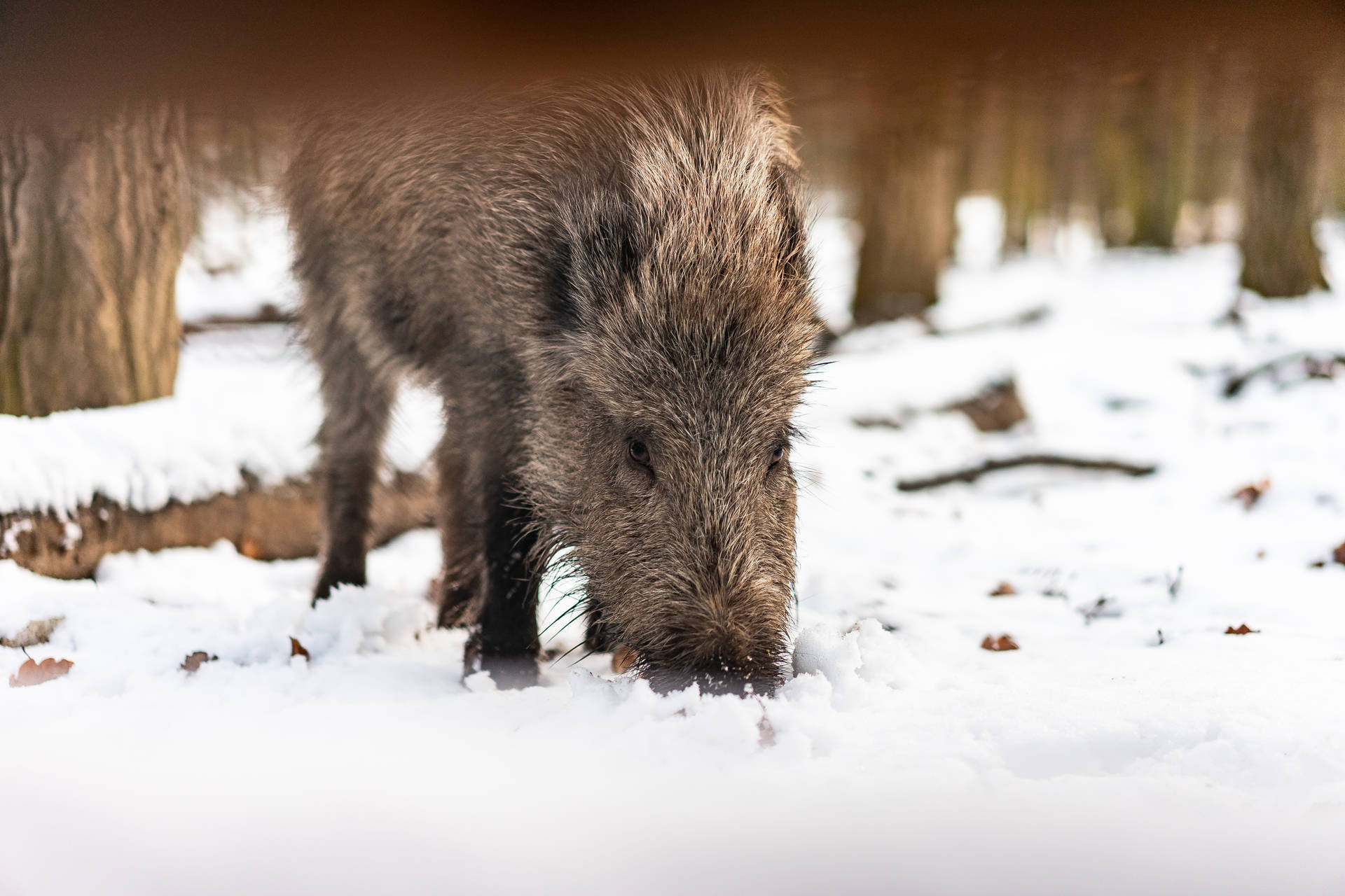 Wild Boar In The Snow Wild Animal Background