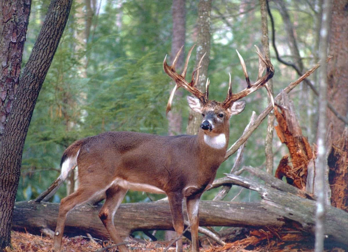 Wild Buck