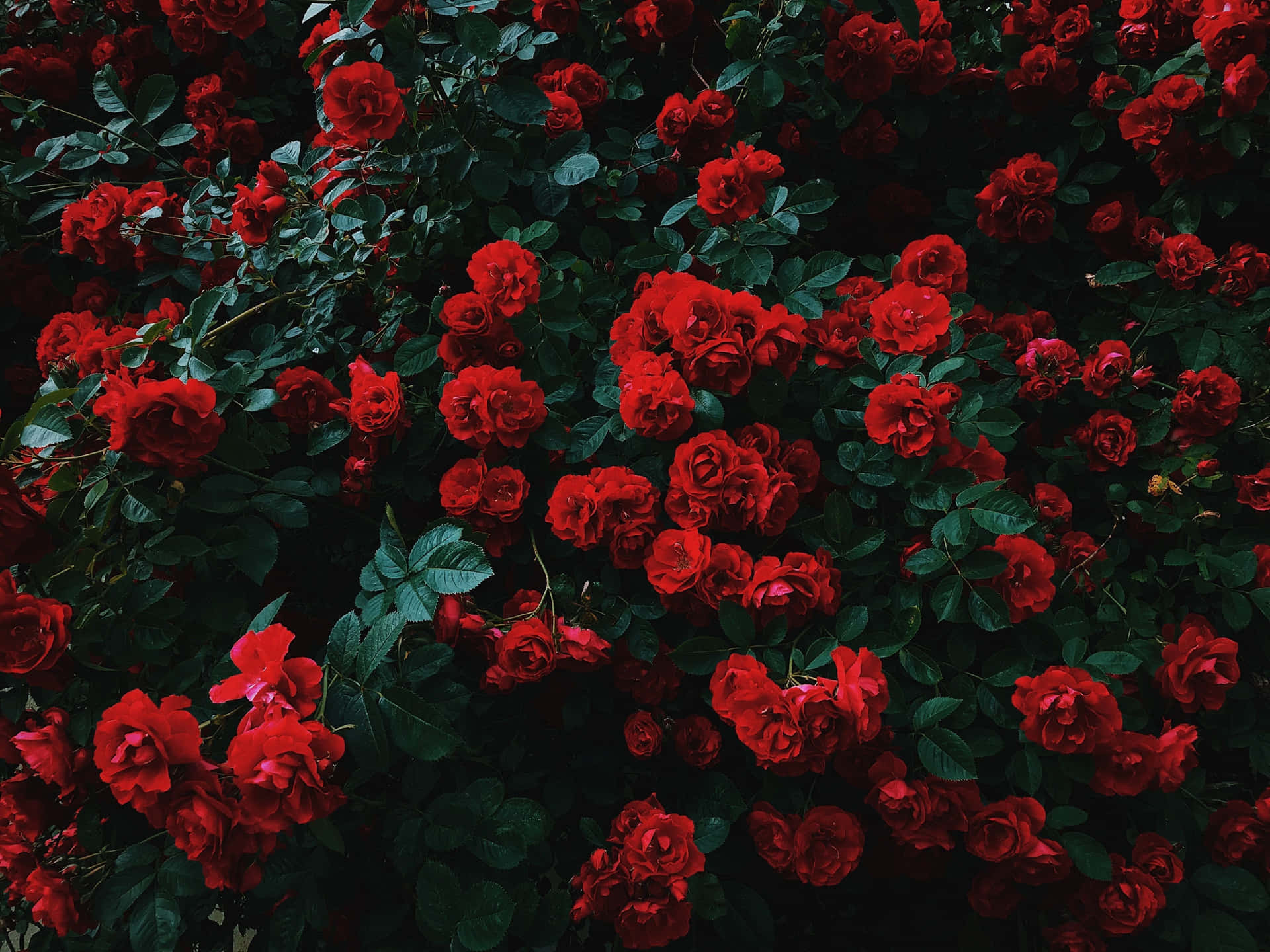 Wild Bush Of Red Roses Laptop Background