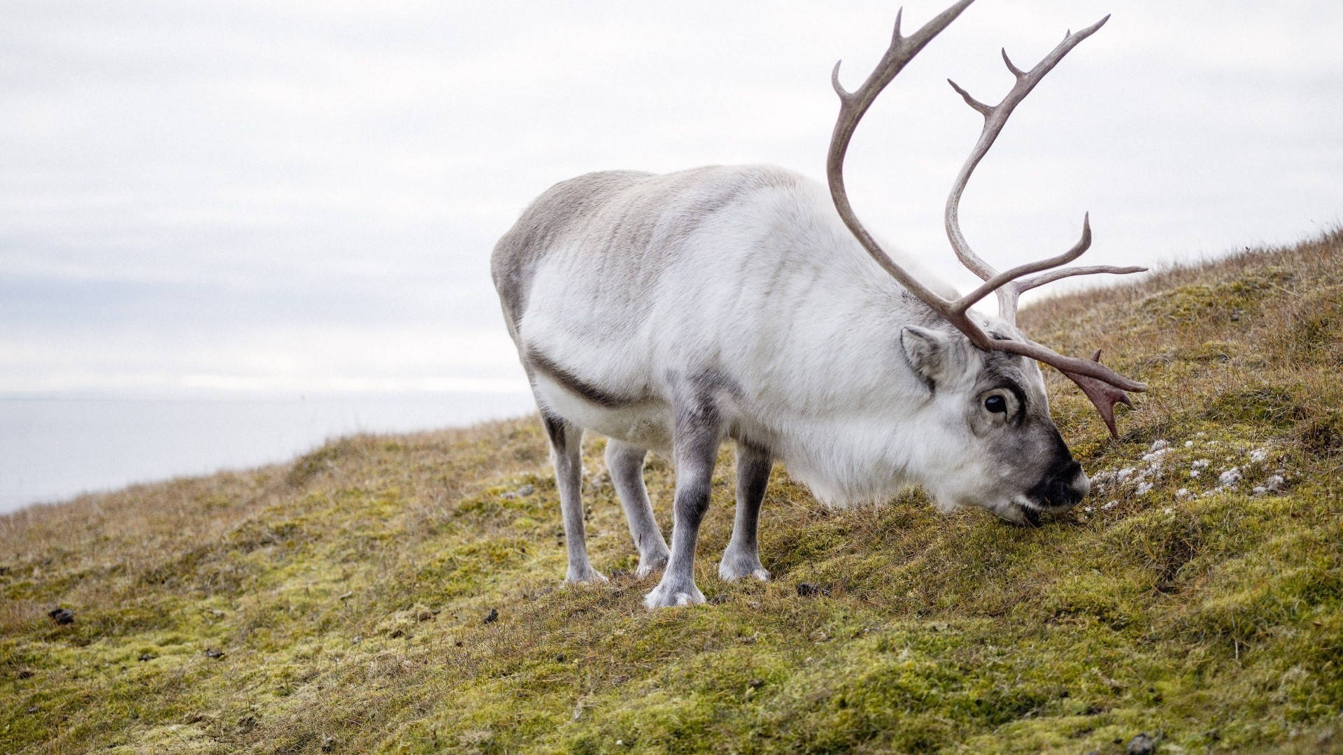 Wild Caribou Arctic Reindeer Background