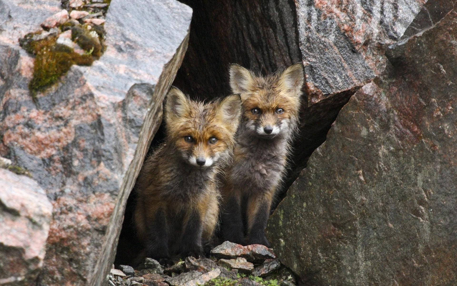Wild Cute Kawaii Fox Background