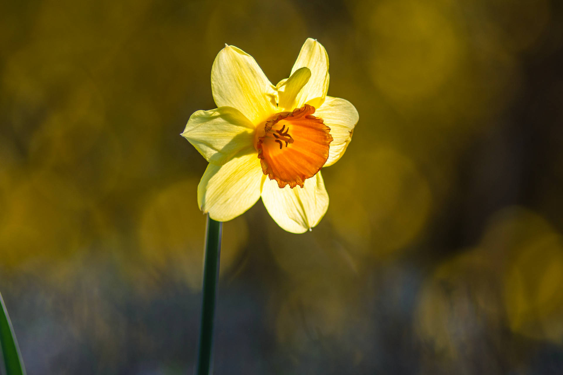 Wild Daffodil In Bokeh Effect Background