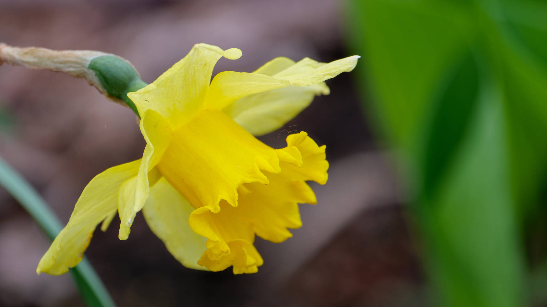 Wild Daffodil Narcissus Background